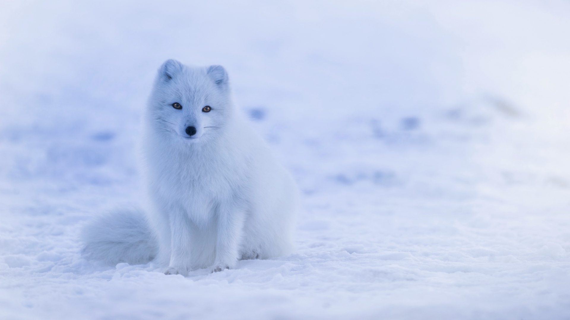 Обои снег, хищник, песец, полярная лисица, арктическая лиса, snow, predator, fox, polar fox, arctic fox разрешение 1920x1080 Загрузить