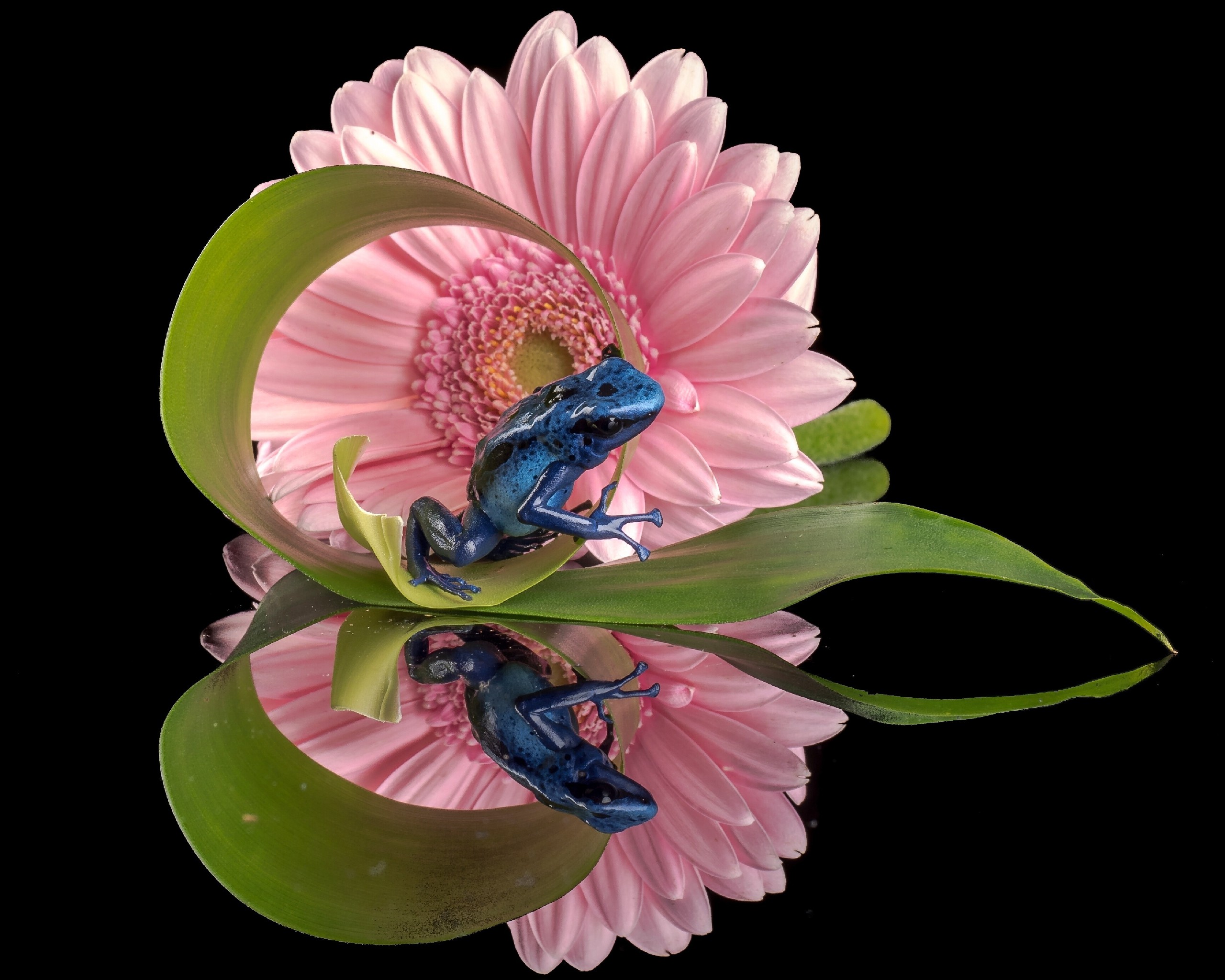 жабка в цветке без смс