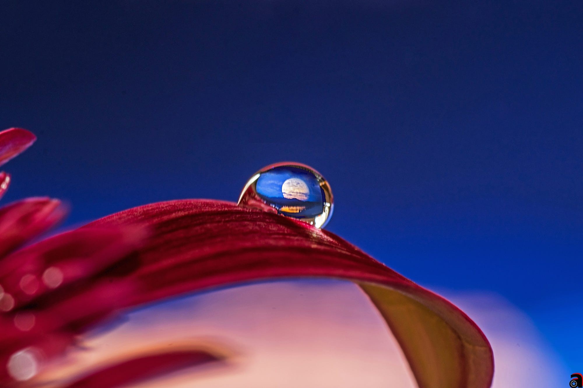 Обои вода, макро, цветок, капля, лепестки, гербера, abdularhman adi, water, macro, flower, drop, petals, gerbera разрешение 2000x1333 Загрузить