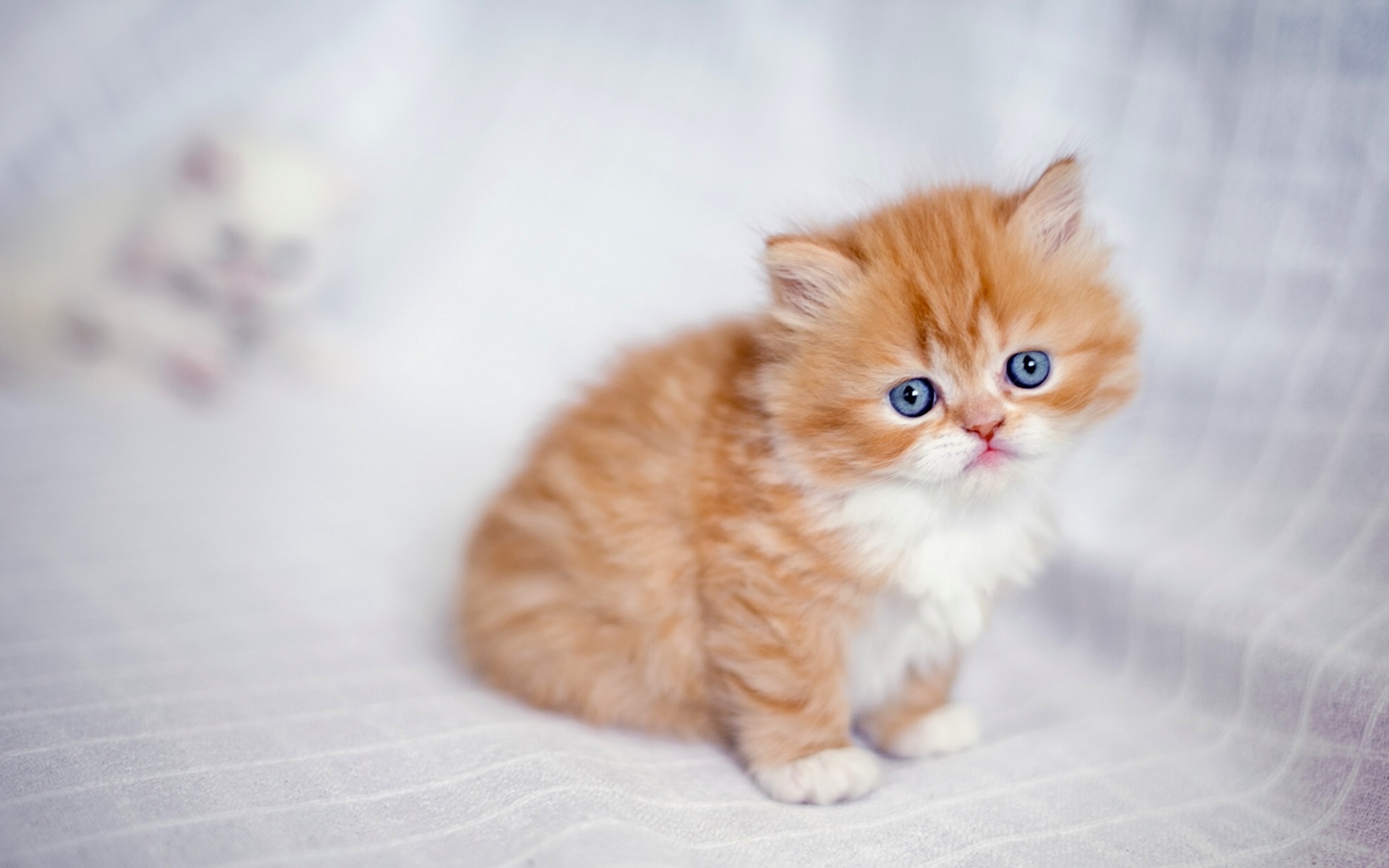 Обои глаза, кот, мордочка, кошка, взгляд, котенок, рыжий, eyes, cat, muzzle, look, kitty, red разрешение 1920x1200 Загрузить