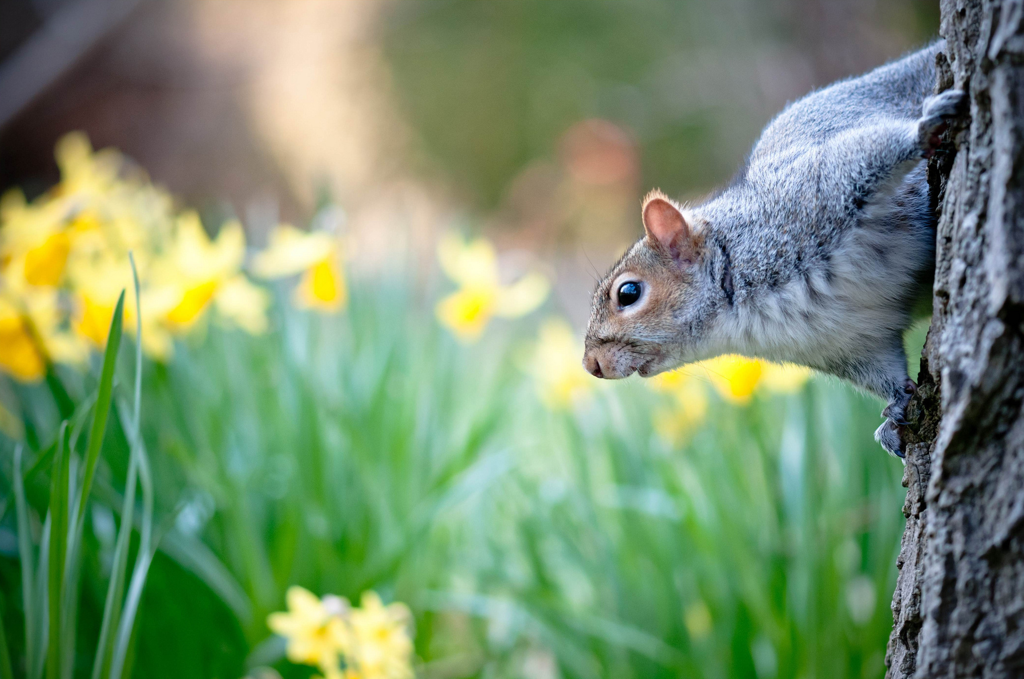 Обои цветы, природа, дерево, весна, животное, ствол, белка, нарциссы, flowers, nature, tree, spring, animal, trunk, protein, daffodils разрешение 2036x1351 Загрузить