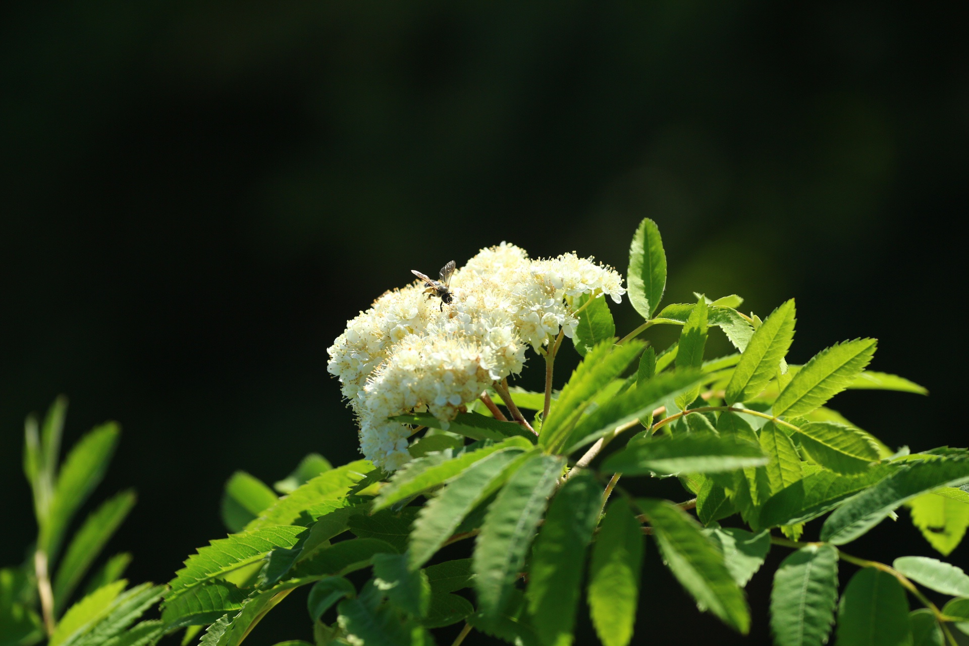 Обои цветы, природа, цветение, насекомое, весна, пчела, flowers, nature, flowering, insect, spring, bee разрешение 1920x1280 Загрузить