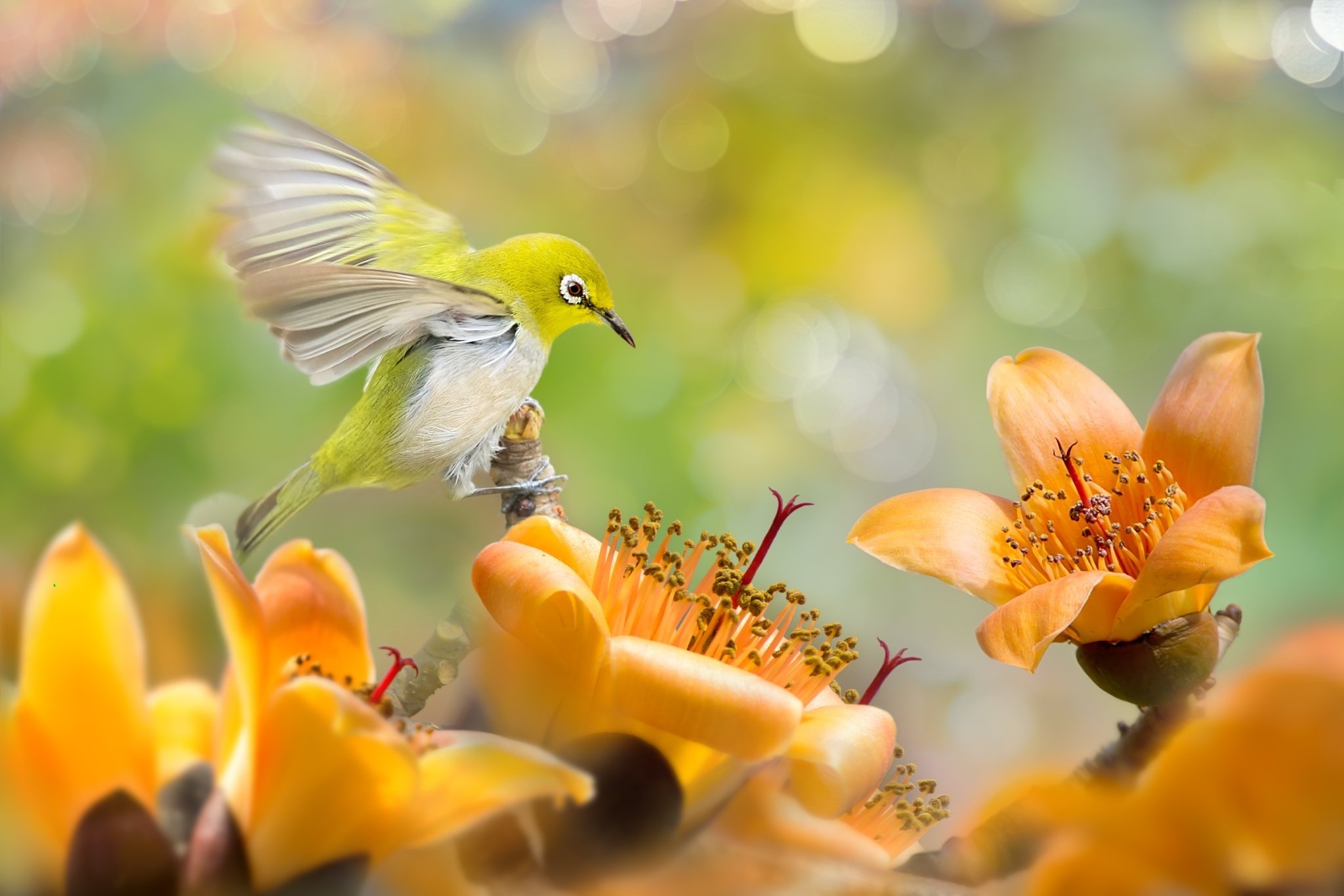 Обои цветы, природа, птица, тропики, белоглазка, silvereye, flowers, nature, bird, tropics, white-eyed разрешение 2048x1365 Загрузить