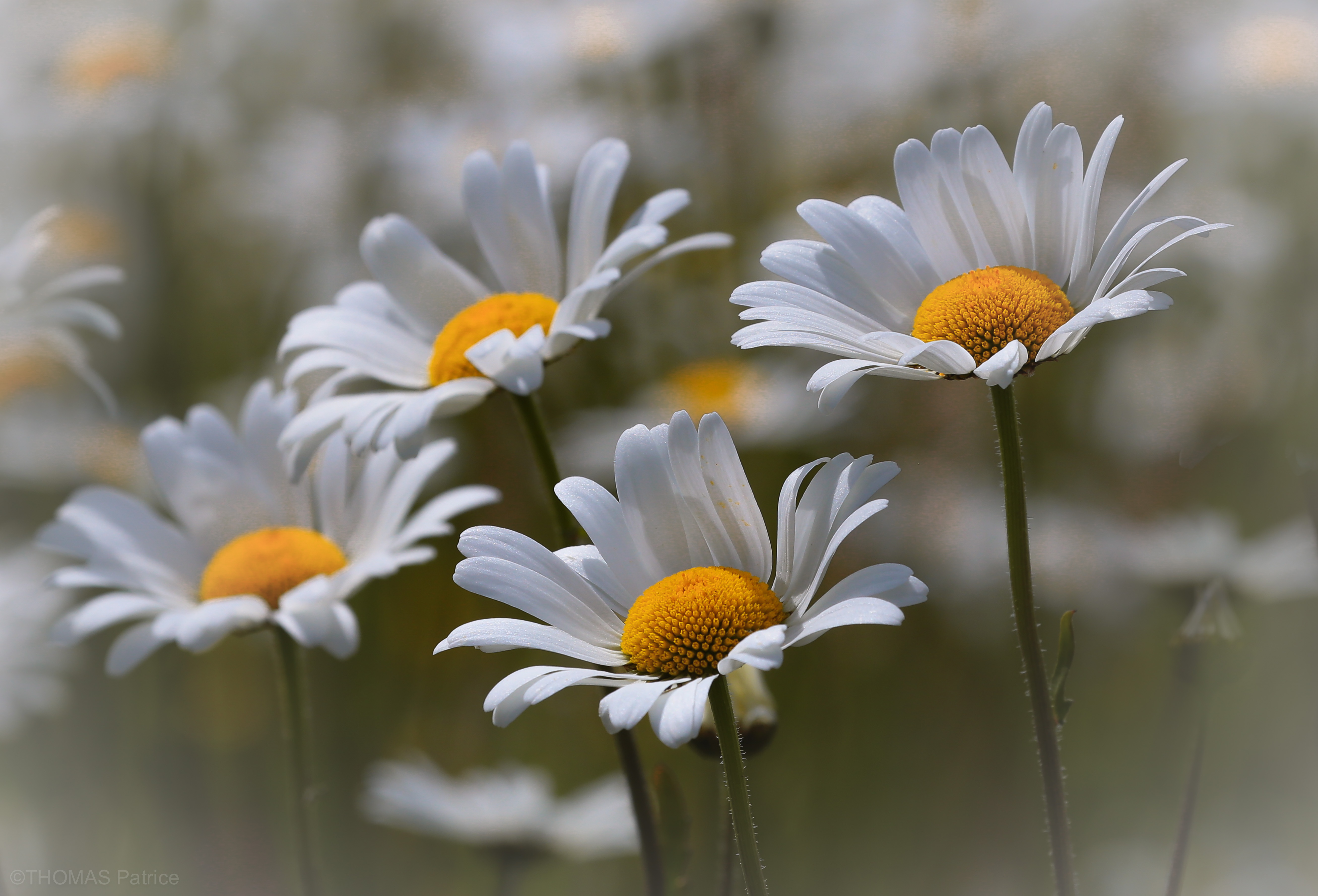 Обои цветы, природа, макро, лето, лепестки, ромашки, белые, стебли, flowers, nature, macro, summer, petals, chamomile, white, stems разрешение 5232x3558 Загрузить