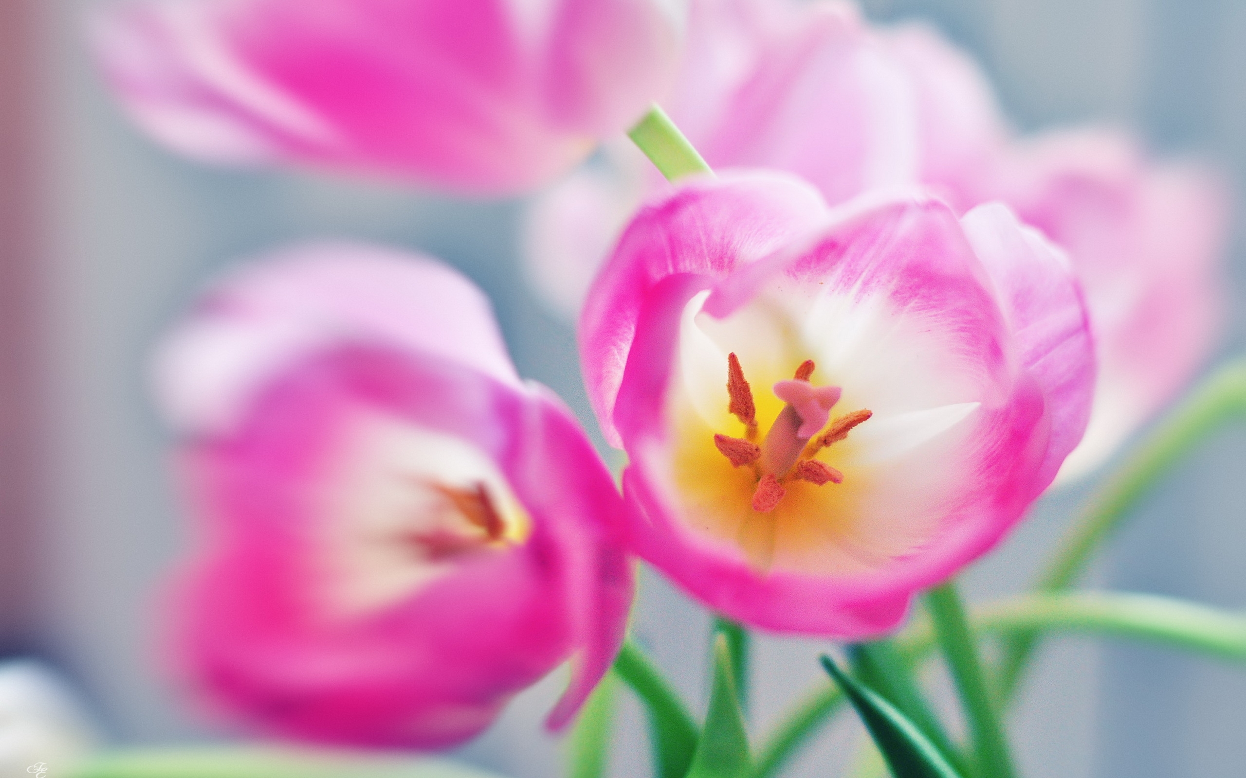 Обои цветы, тюльпаны, розовые, flowers, tulips, pink разрешение 2560x1600 Загрузить