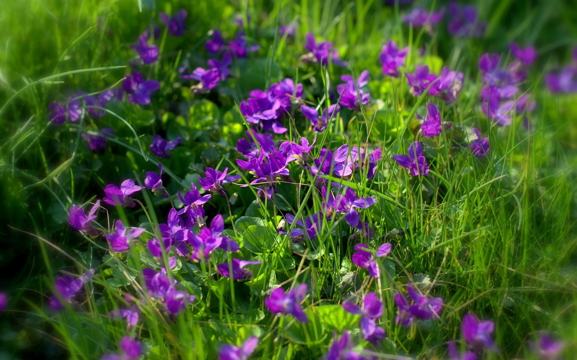 Цветок Луговой С Фиолетовыми Цветами