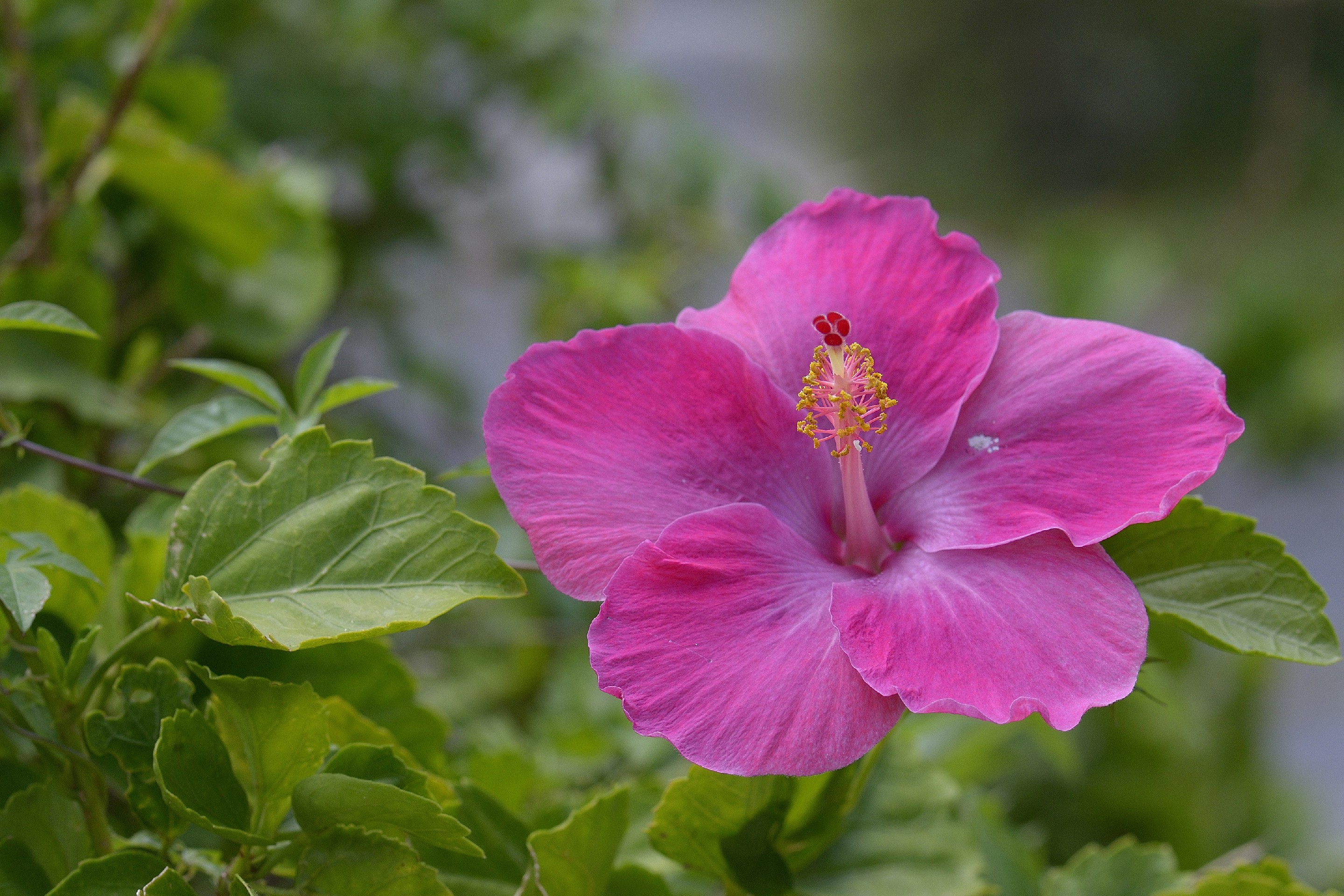 Обои листья, цветок, лепестки, розовый, гибискус, leaves, flower, petals, pink, hibiscus разрешение 2880x1920 Загрузить