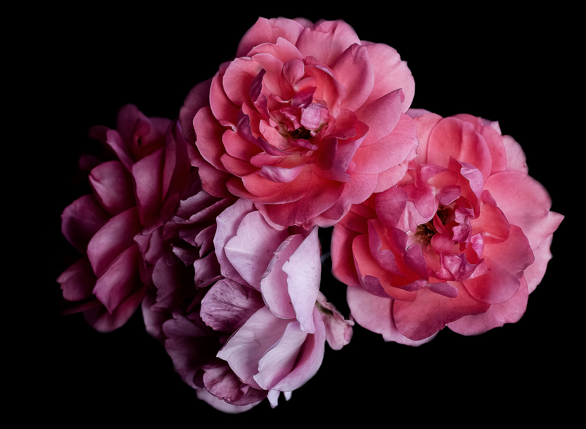 Обои цветы, розы, лепестки, черный фон, букет, flowers, roses, petals, black background, bouquet разрешение 2048x1499 Загрузить