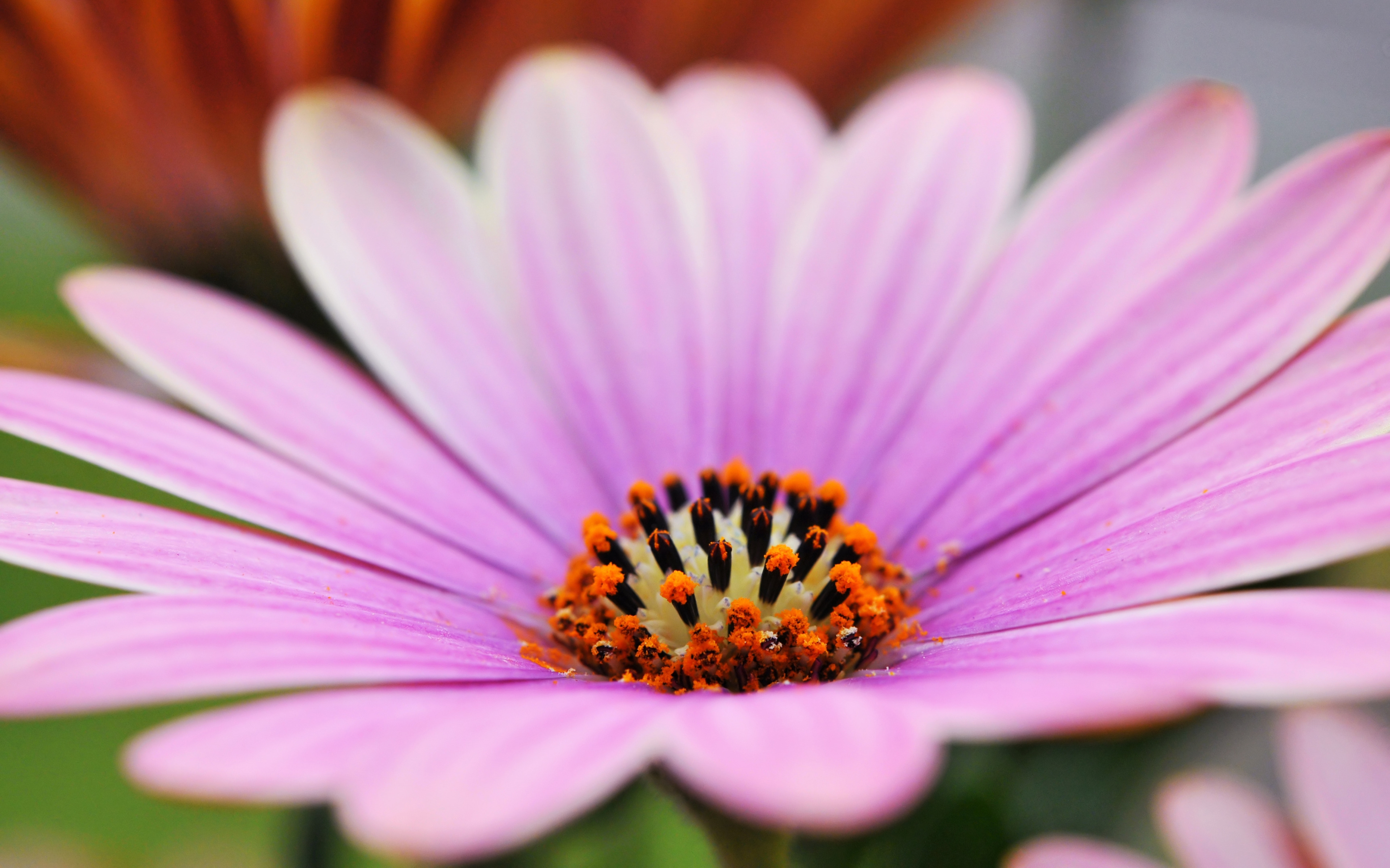 Обои макро, цветок, лепестки, остеоспермум, macro, flower, petals, osteospermum разрешение 3840x2400 Загрузить