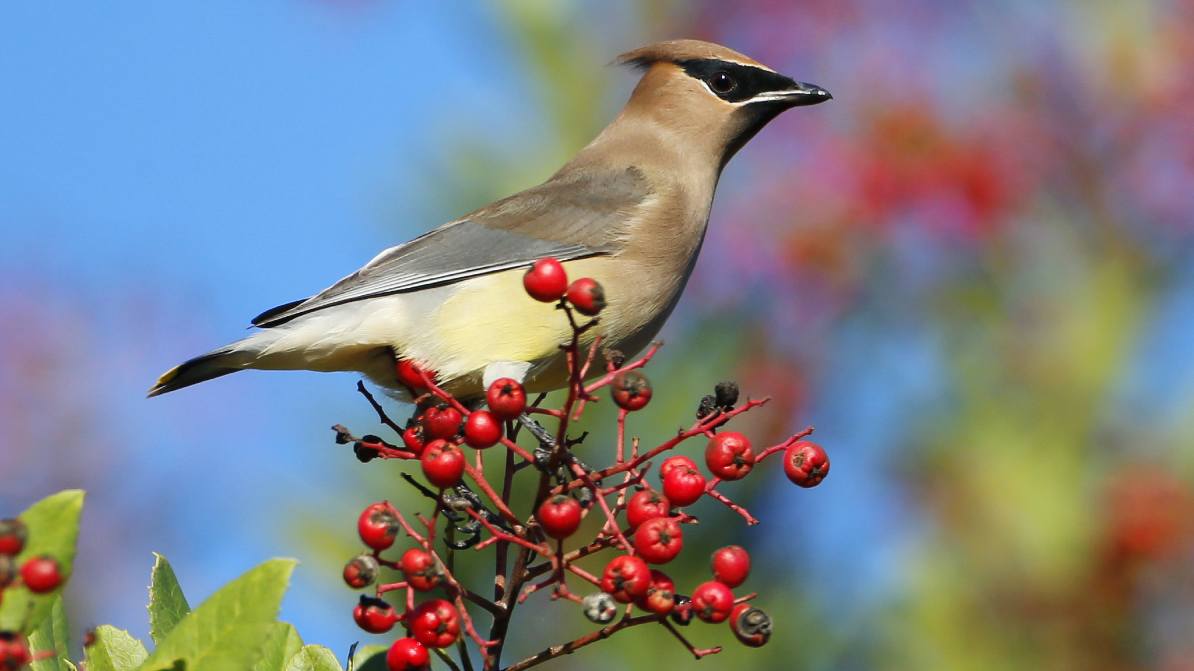 Обои небо, птица, клюв, ягоды, перья, рябина, свиристель, the sky, bird, beak, berries, feathers, rowan, the waxwing разрешение 3840x2160 Загрузить