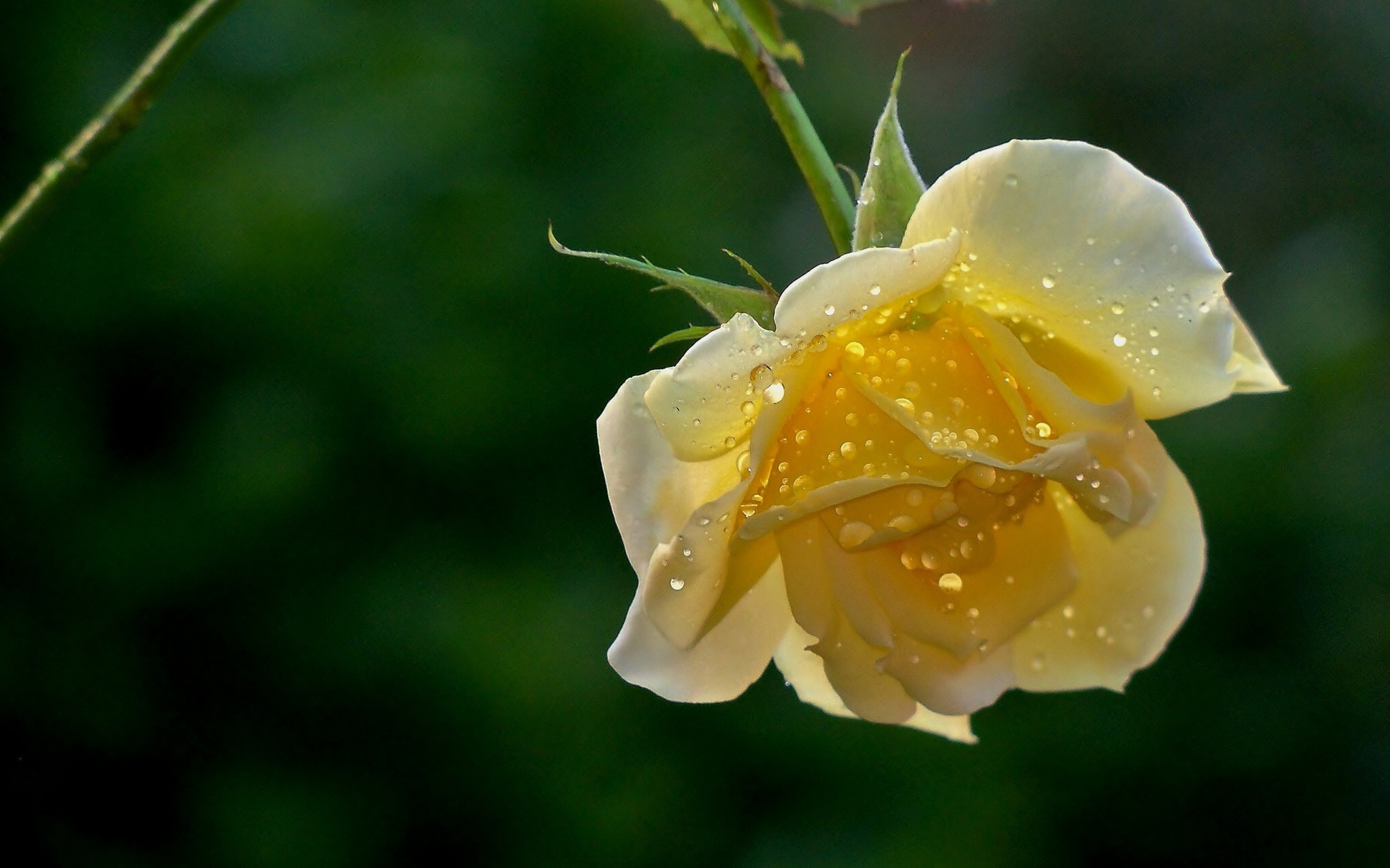 природа цветы роса вода капля желтый скачать