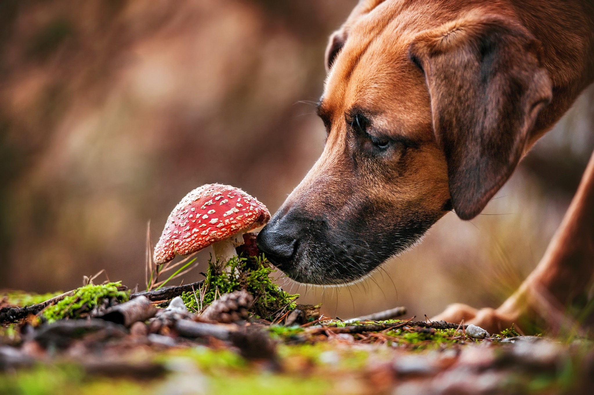 природа собака животные ветка листья скачать