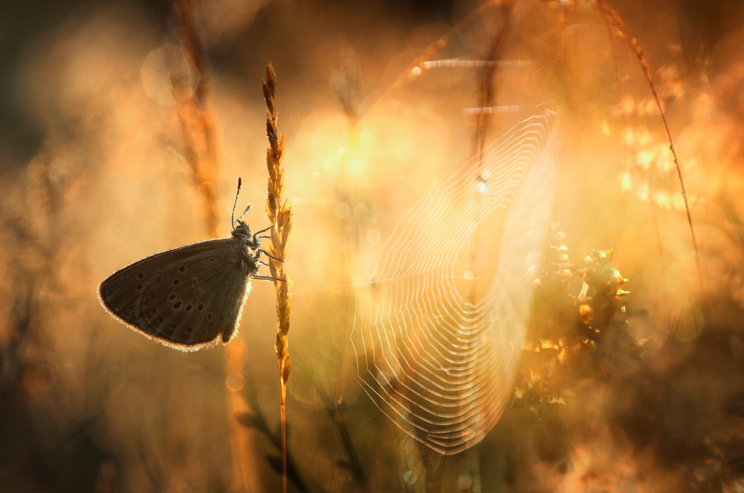 Тихо бабочки летают. Бабочка в паутине. Мотылек бабочка. Бабочки в лесу. Бабочка на солнце.