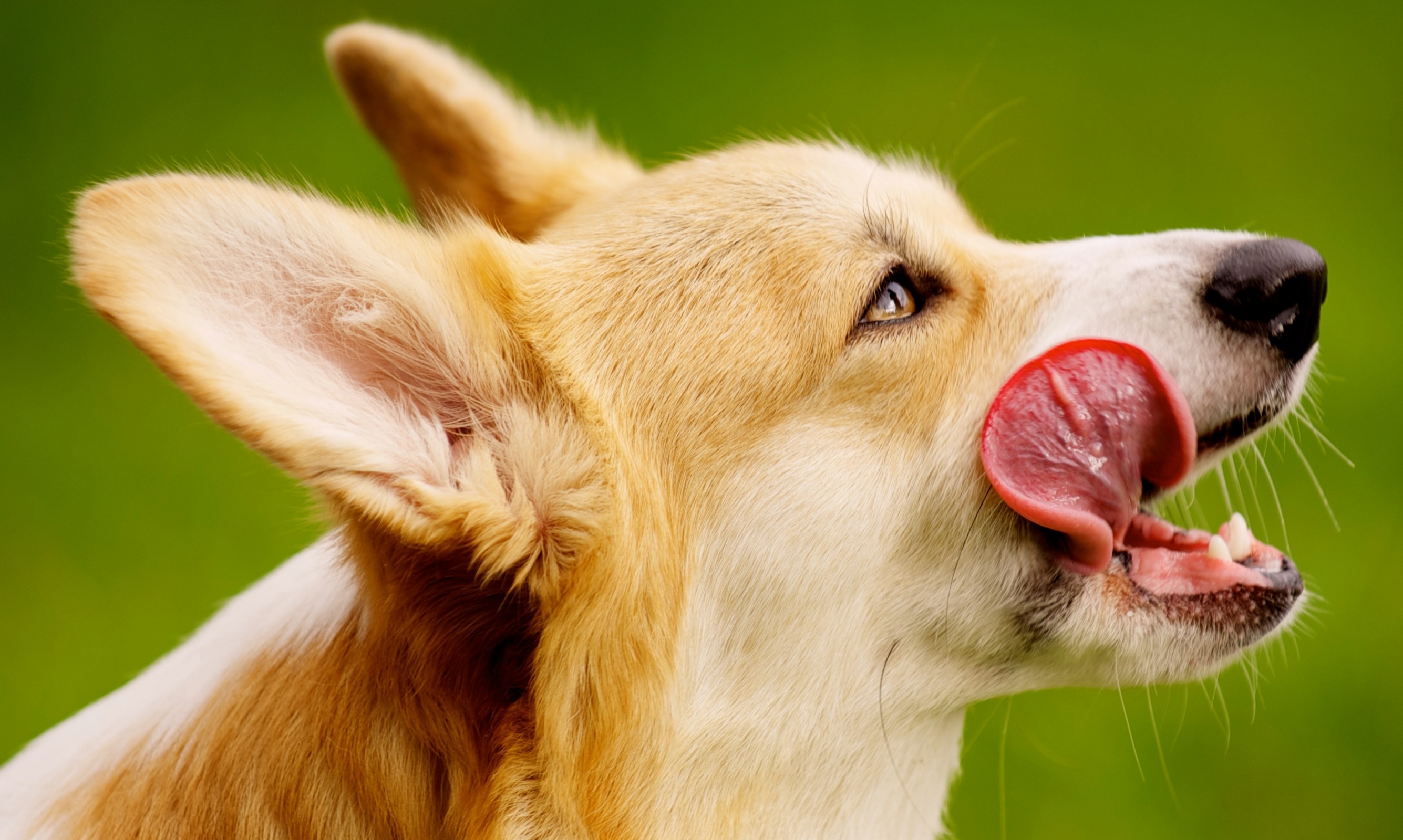 собака язык без смс