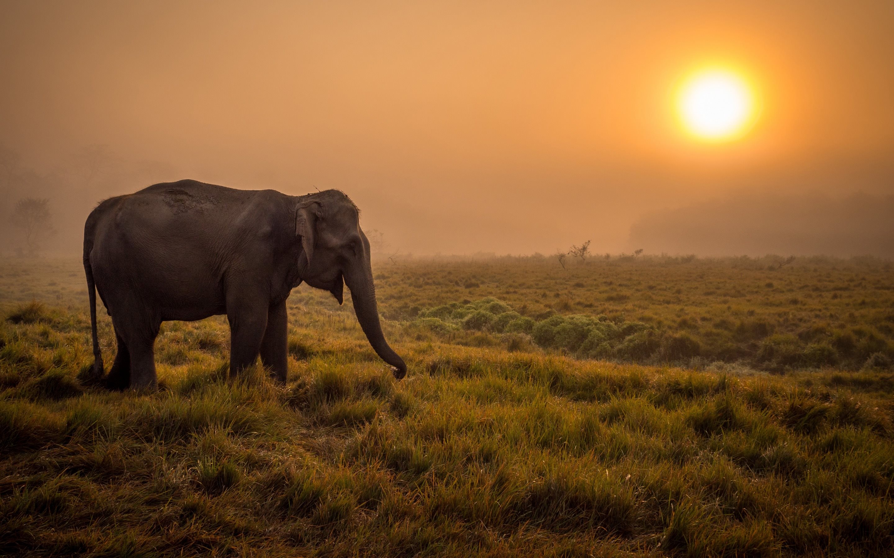 Африканский слон в саванне Африки