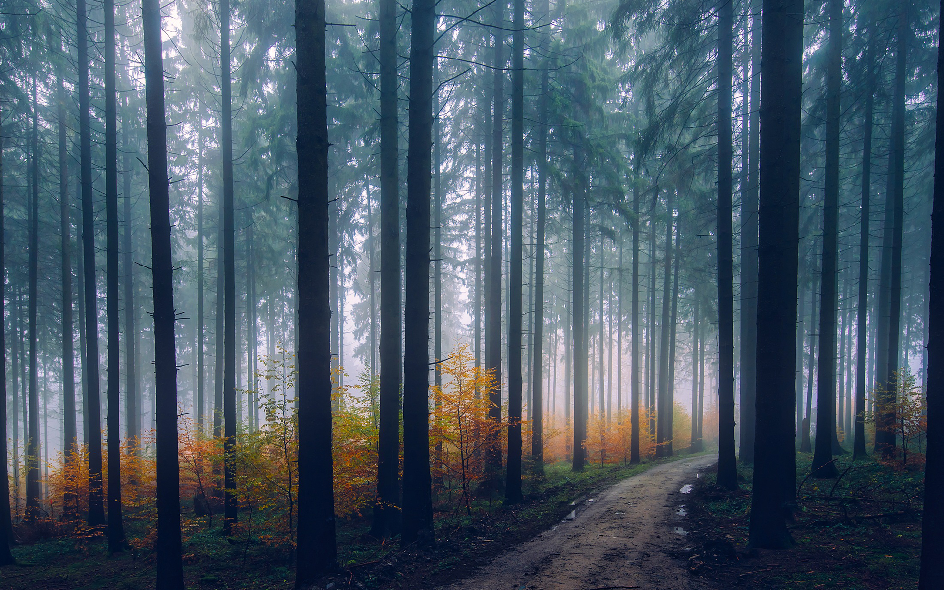 Обои деревья, природа, лес, туман, дорожка, стволы, осень, trees, nature, forest, fog, track, trunks, autumn разрешение 1920x1200 Загрузить