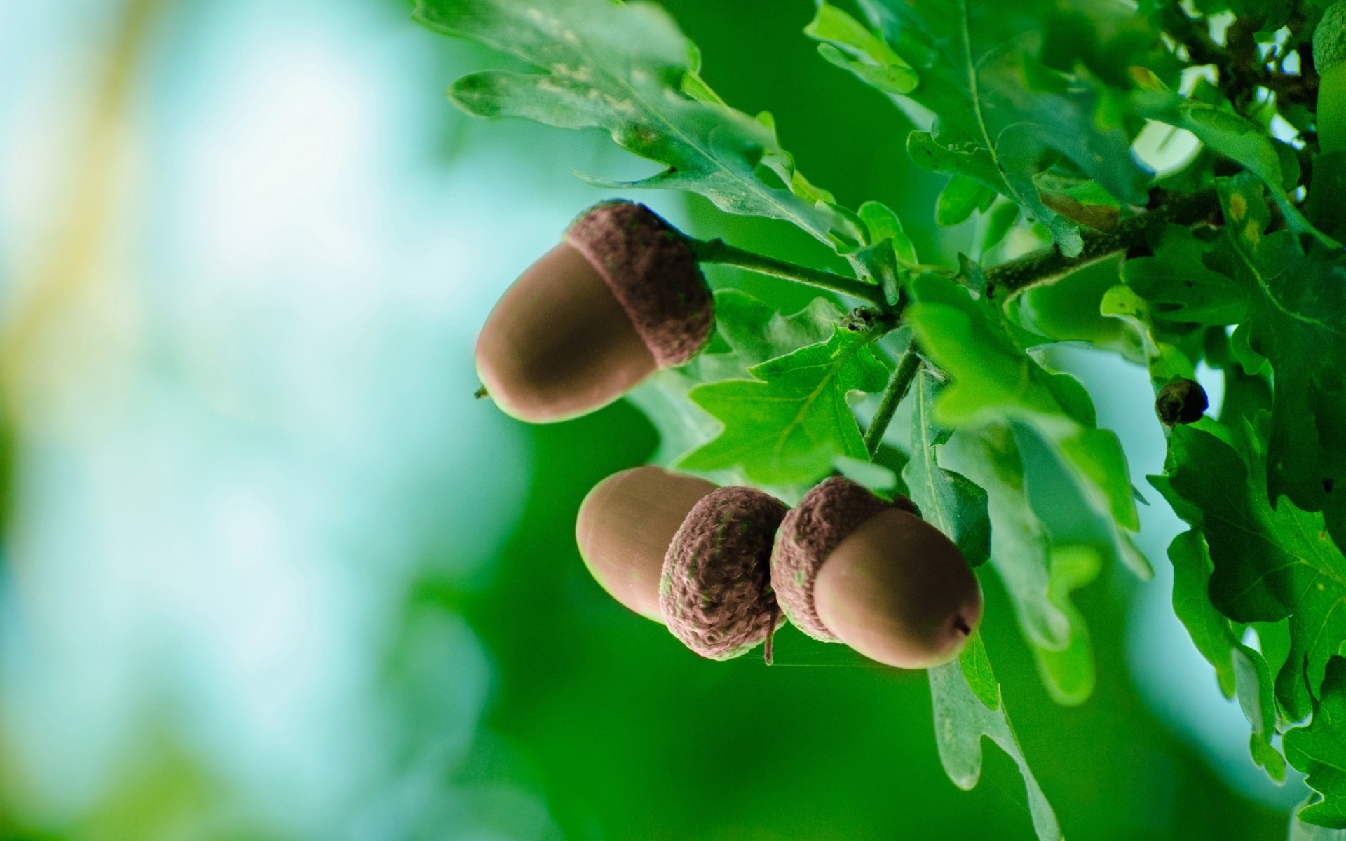 Обои природа, листья, макро, фон, ветки, дуб, жёлуди, nature, leaves, macro, background, branches, oak, acorns разрешение 1920x1200 Загрузить