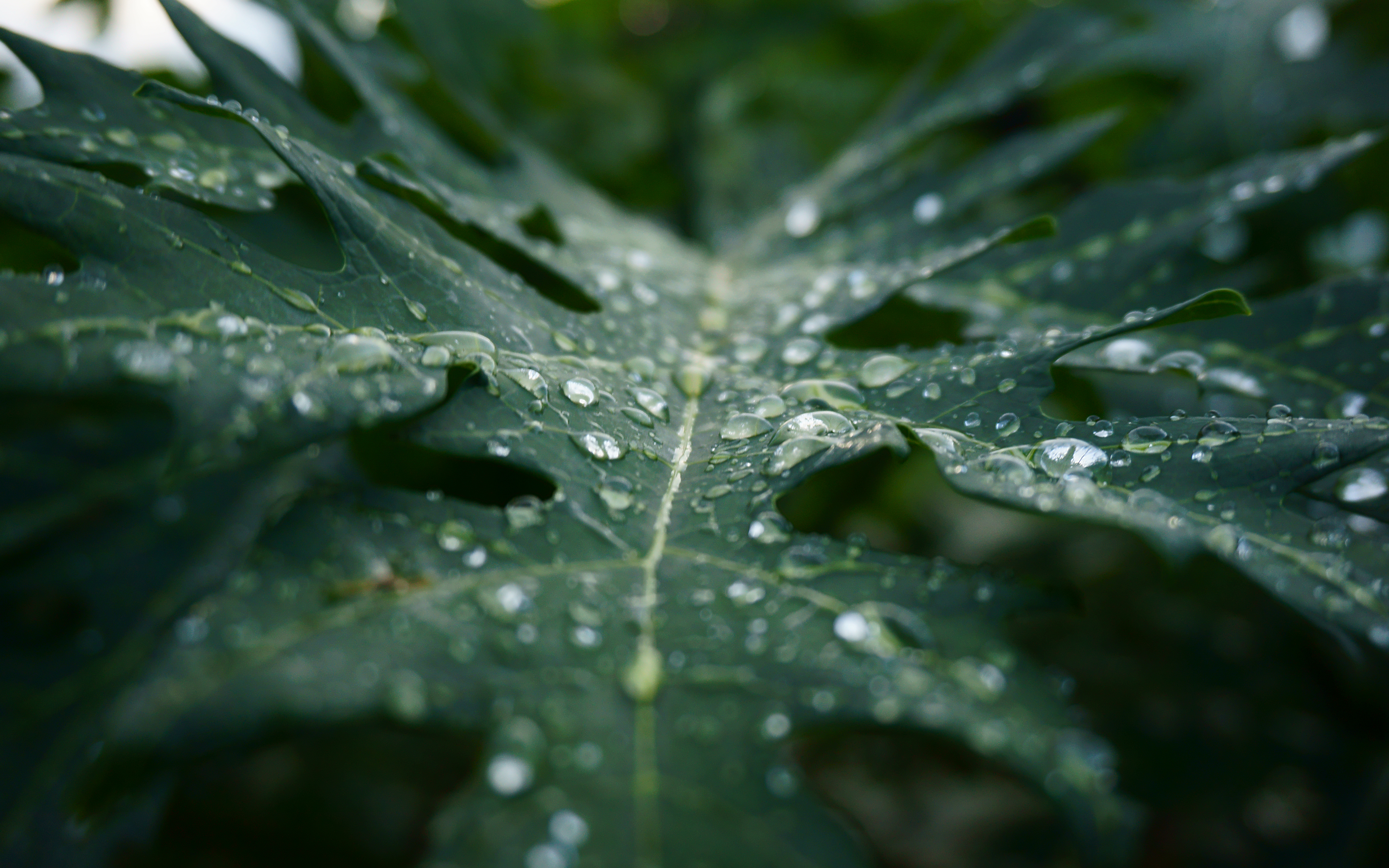 Обои макро, капли, лист, дождь, растение, macro, drops, sheet, rain, plant разрешение 3840x2400 Загрузить