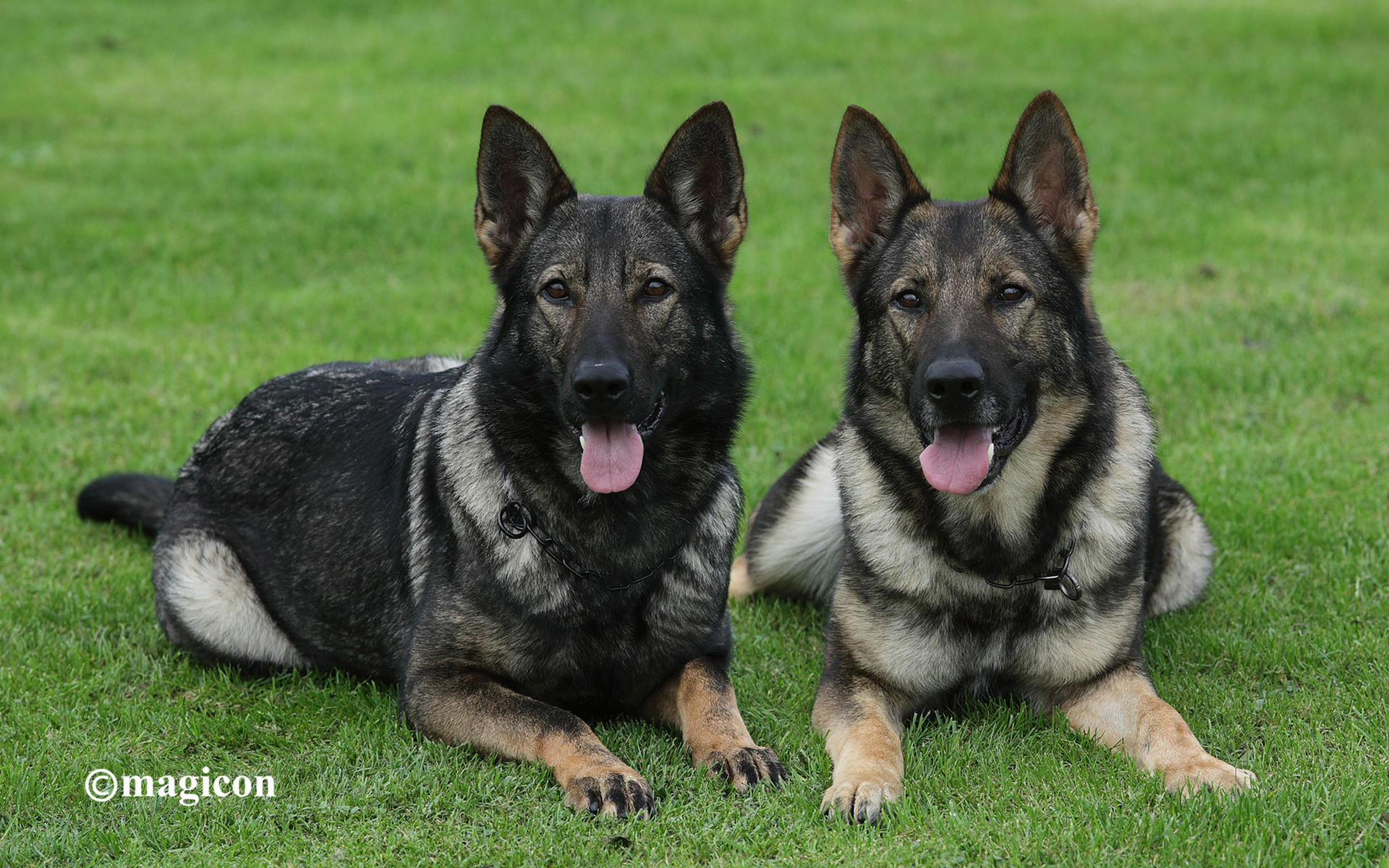 Обои трава, собаки, немецкая овчарка, grass, dogs, german shepherd разрешение 1920x1200 Загрузить