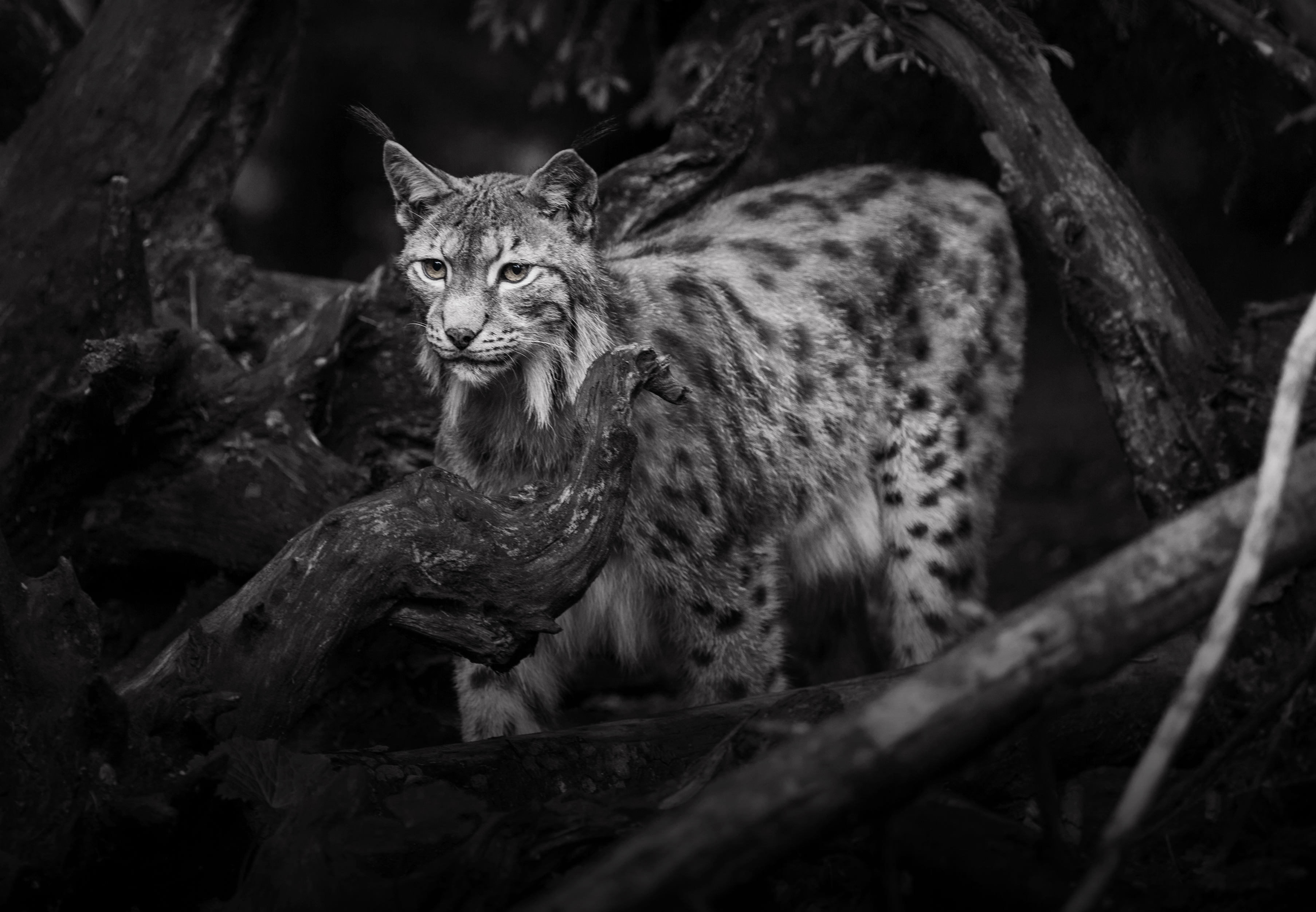 Обои рысь, чёрно-белое, дикая кошка, lena held, lynx, black and white, wild cat разрешение 3612x2502 Загрузить