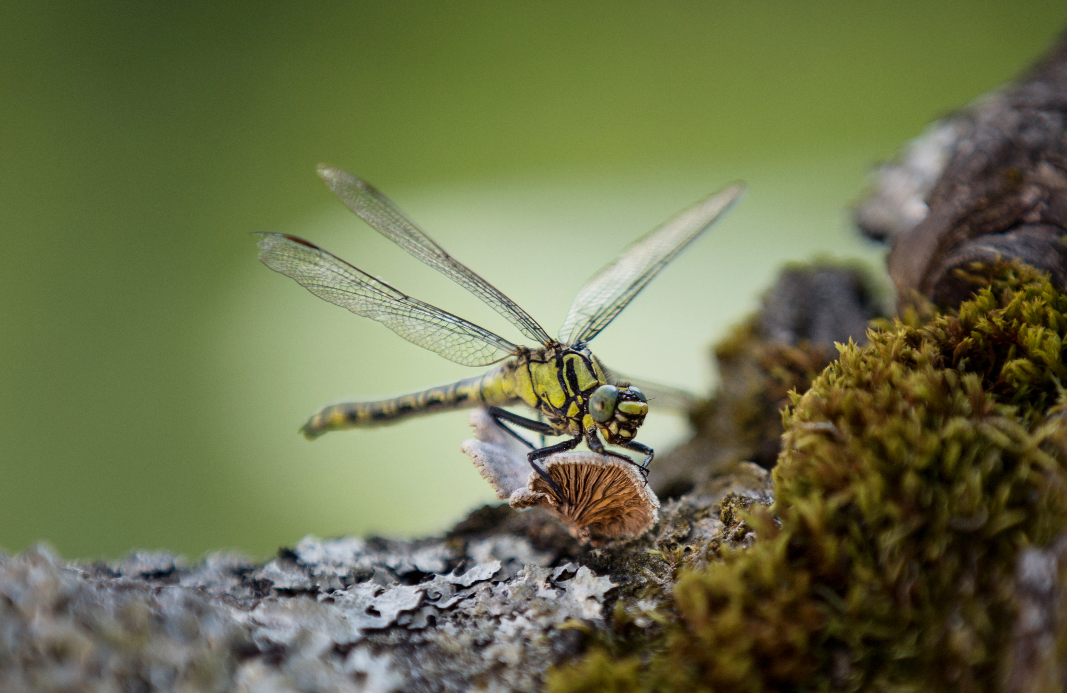 Обои макро, насекомое, крылья, стрекоза, lena held, macro, insect, wings, dragonfly разрешение 3416x2220 Загрузить