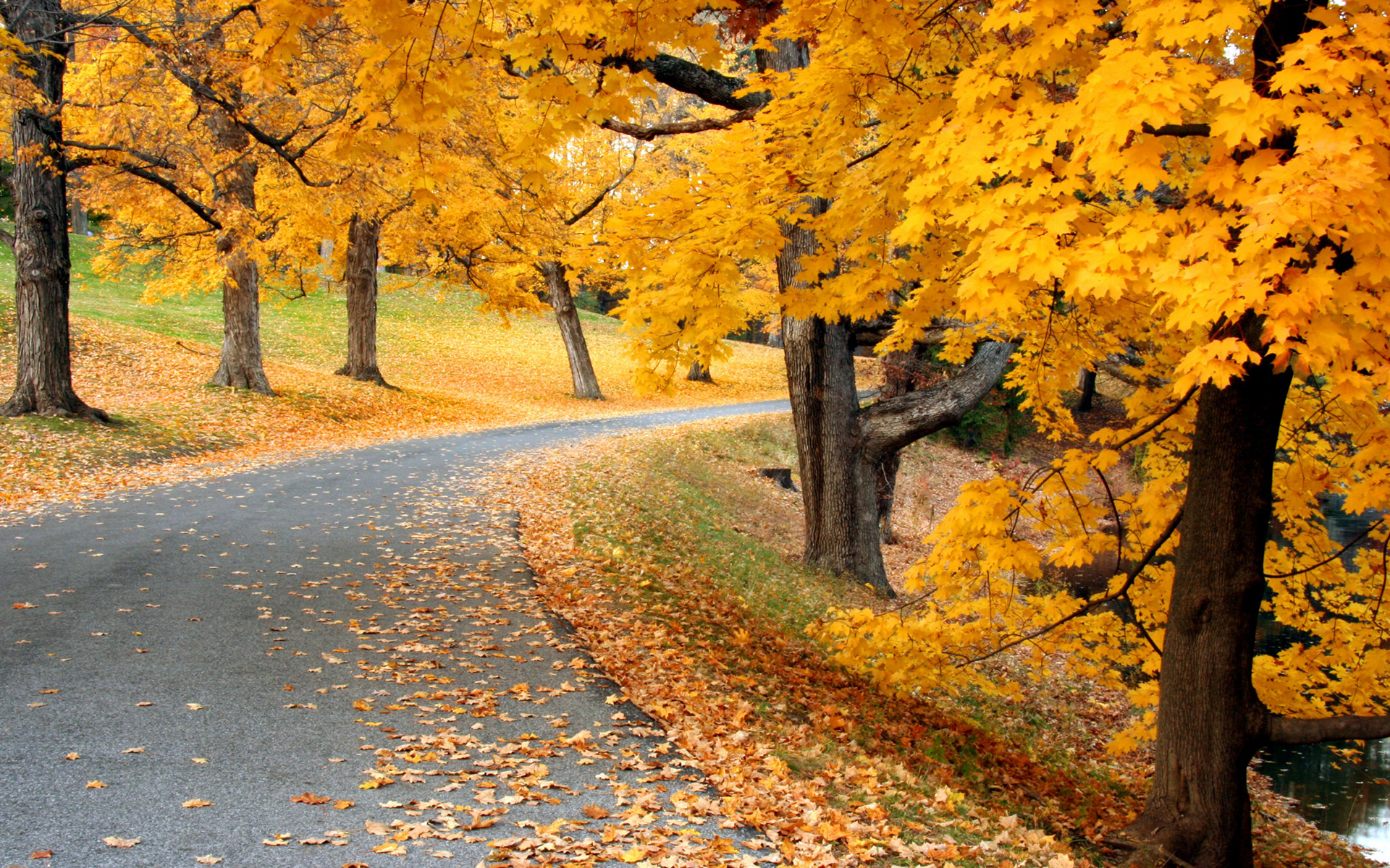 Обои дорога, деревья, природа, осень, листопад, аллея, road, trees, nature, autumn, falling leaves, alley разрешение 1920x1200 Загрузить