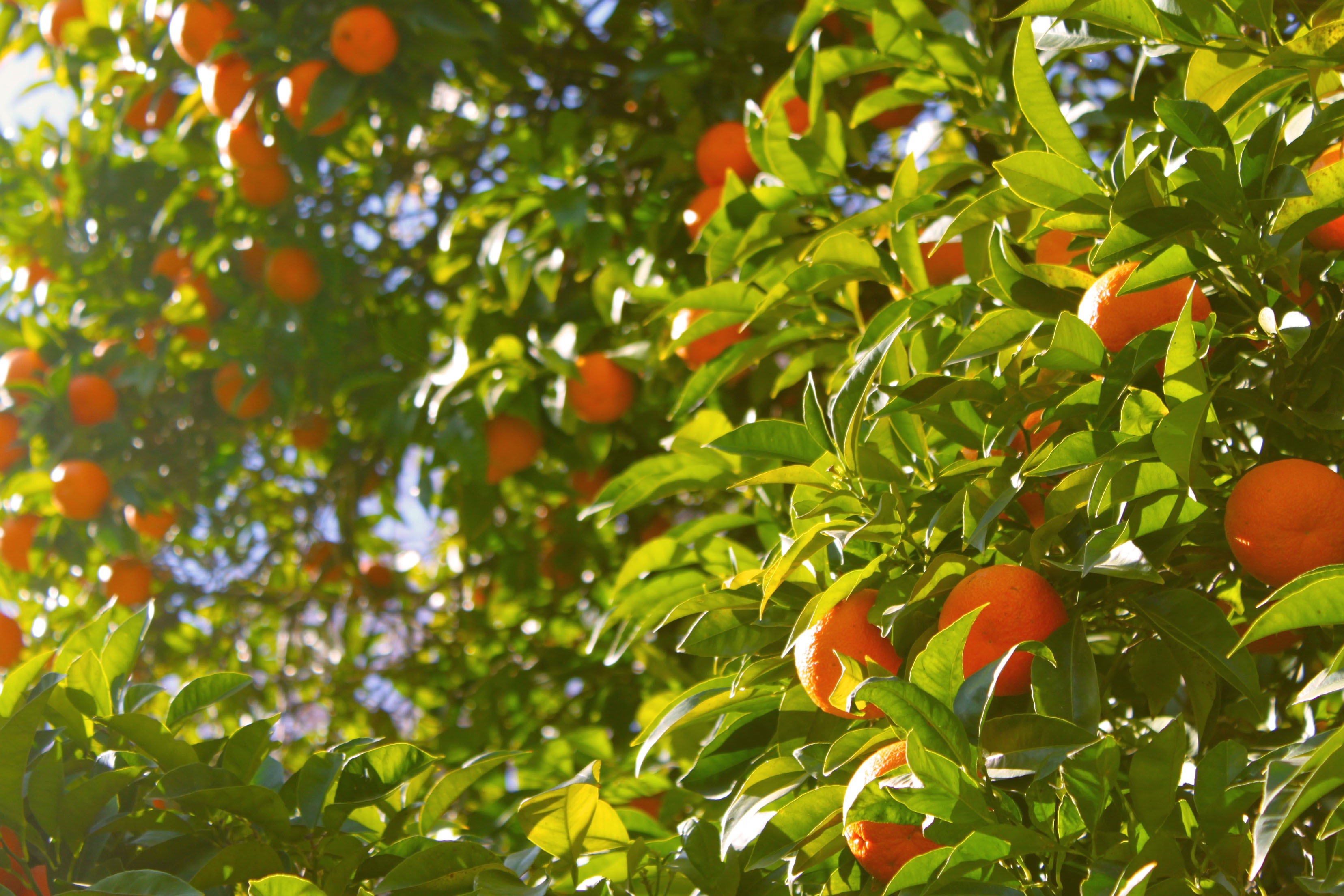 Обои дерево, листья, фрукты, апельсины, tree, leaves, fruit, oranges разрешение 3312x2208 Загрузить