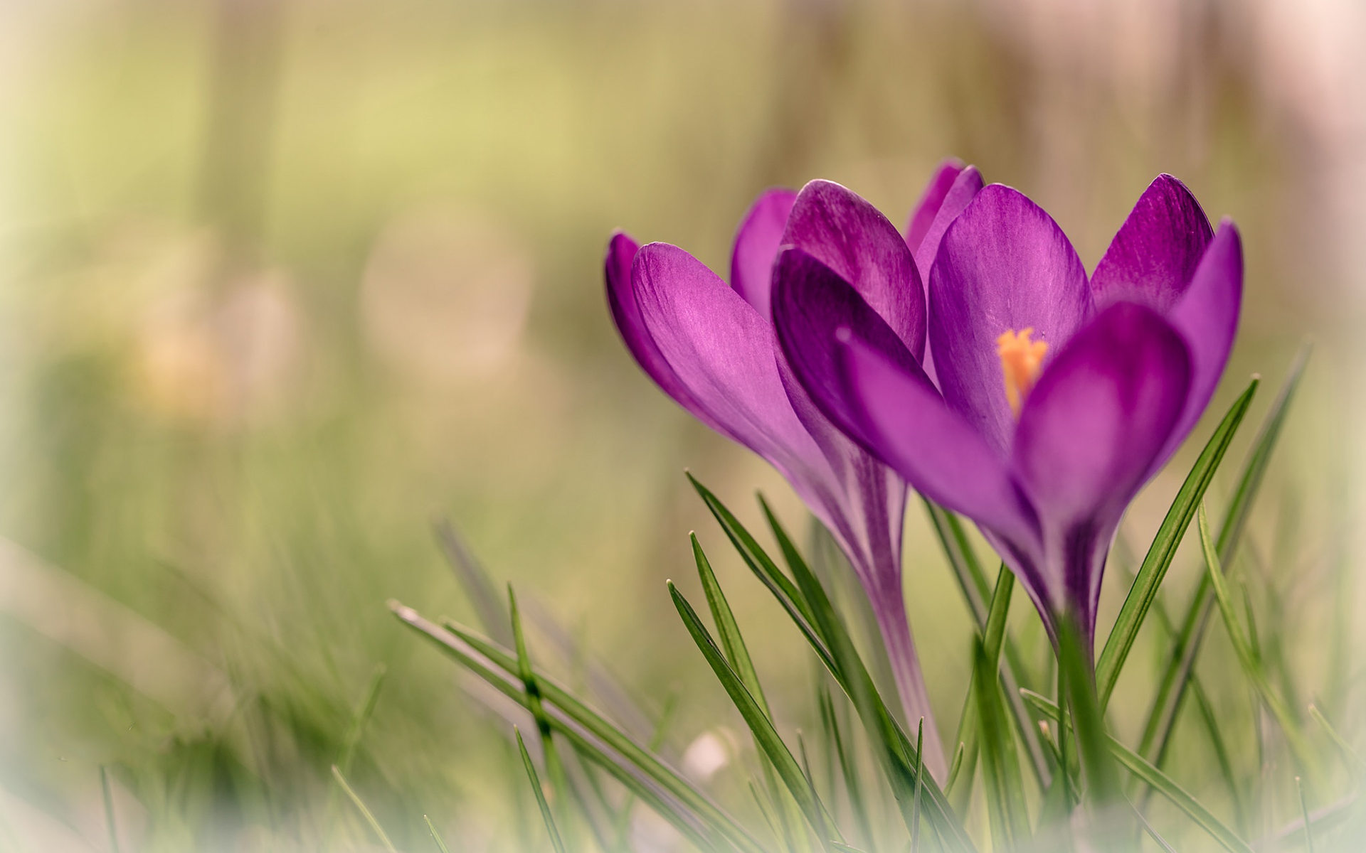 Обои цветы, трава, весна, крокусы, flowers, grass, spring, crocuses разрешение 1920x1200 Загрузить