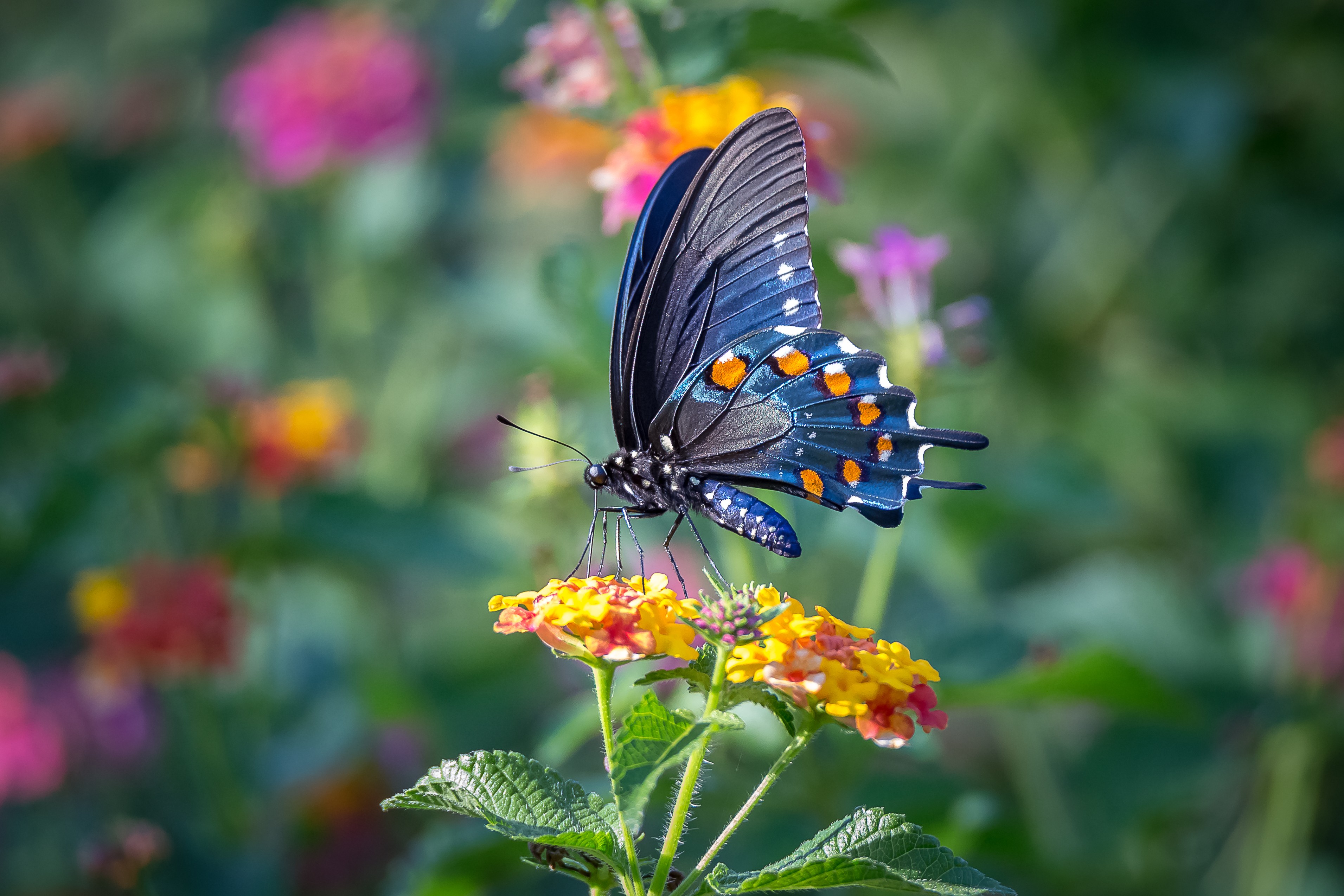 Бабочка голубая цветок макро скачать