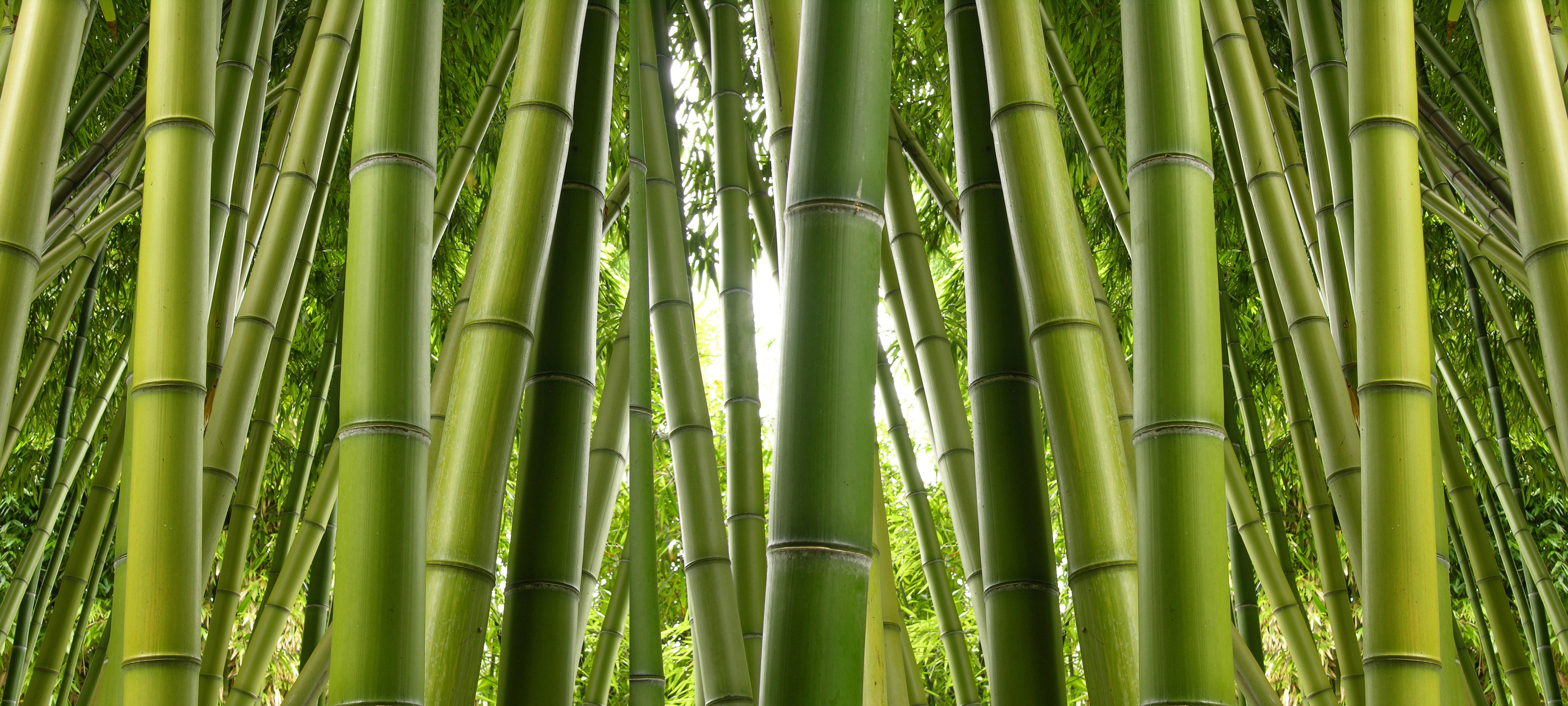 Две пандочки у бамбука бесплатно