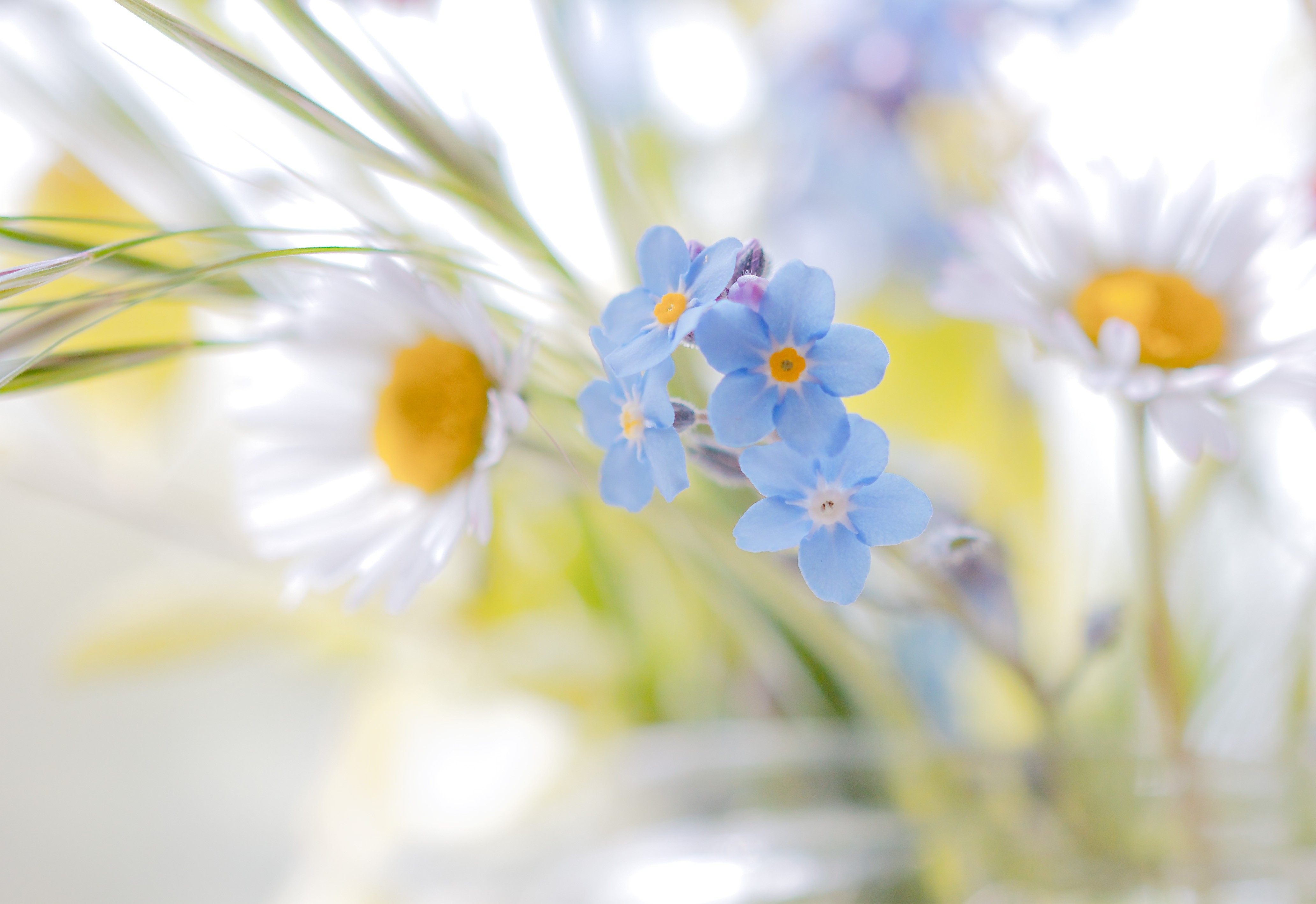 Обои цветы, ромашки, белые, незабудки, голубые, полевые цветы, flowers, chamomile, white, forget-me-nots, blue, wildflowers разрешение 4129x2837 Загрузить