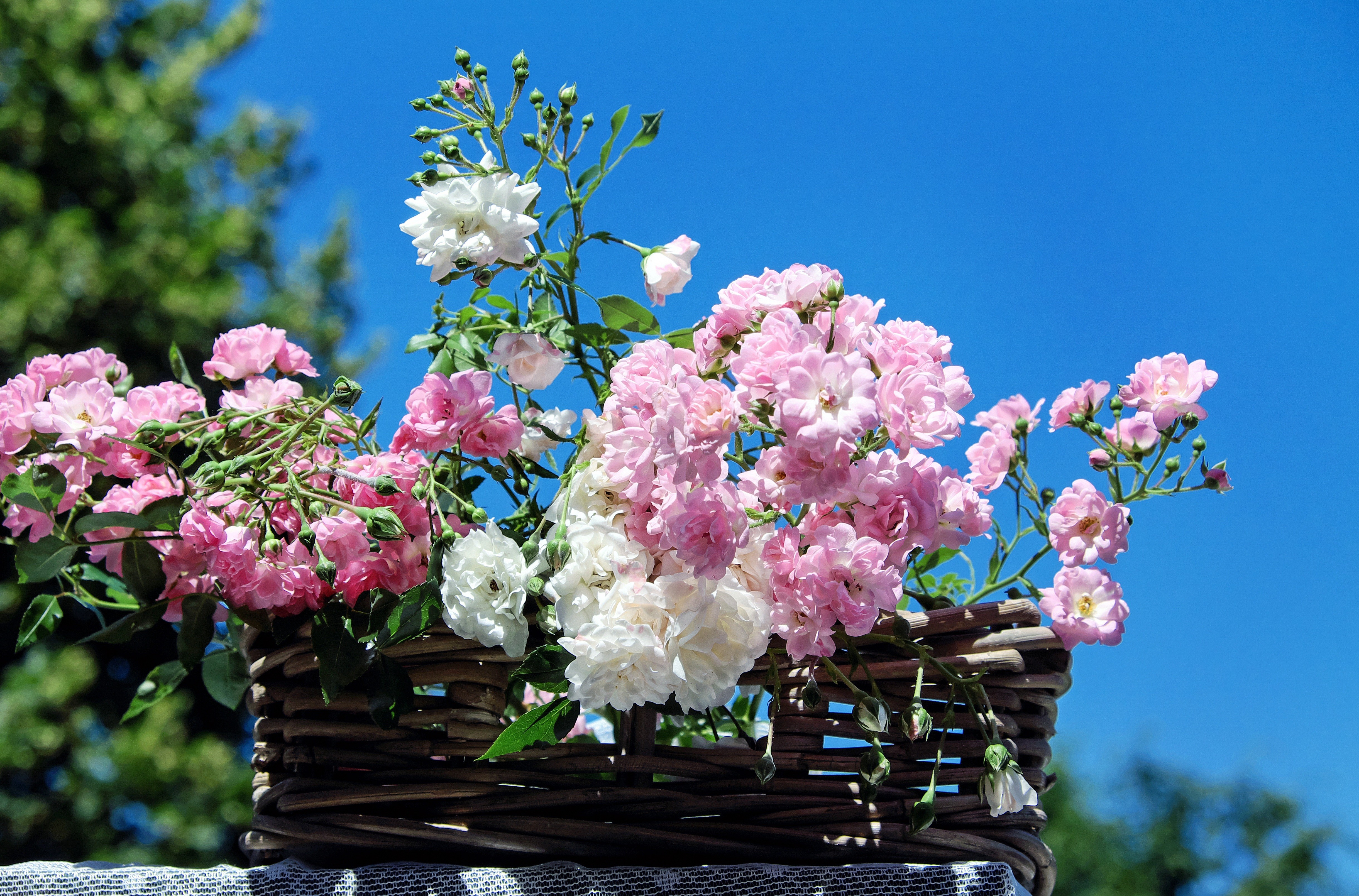 Обои небо, цветы, розы, лепестки, корзина, the sky, flowers, roses, petals, basket разрешение 4880x3218 Загрузить