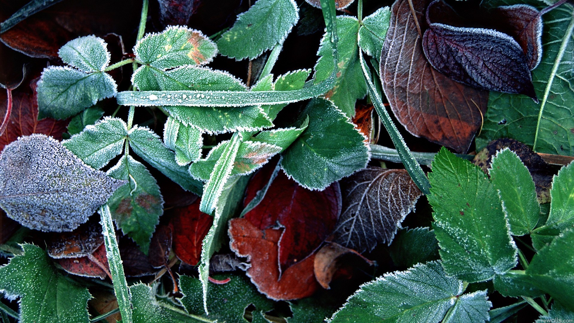 Обои трава, листья, макро, листва, иней, осень, grass, leaves, macro, foliage, frost, autumn разрешение 1920x1080 Загрузить