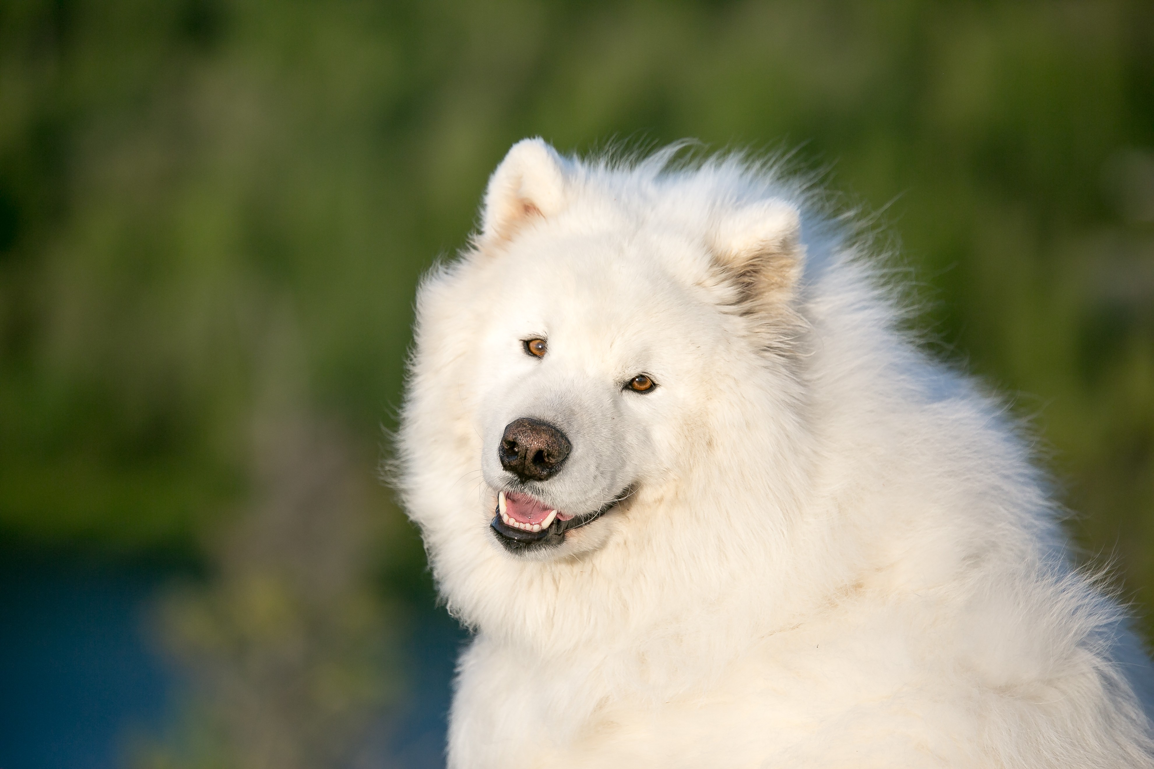 Крупная белая порода собак. Самоеды порода собак. Белая лайка самоед. Аляскинский самоед. Самоедская лайка черная.