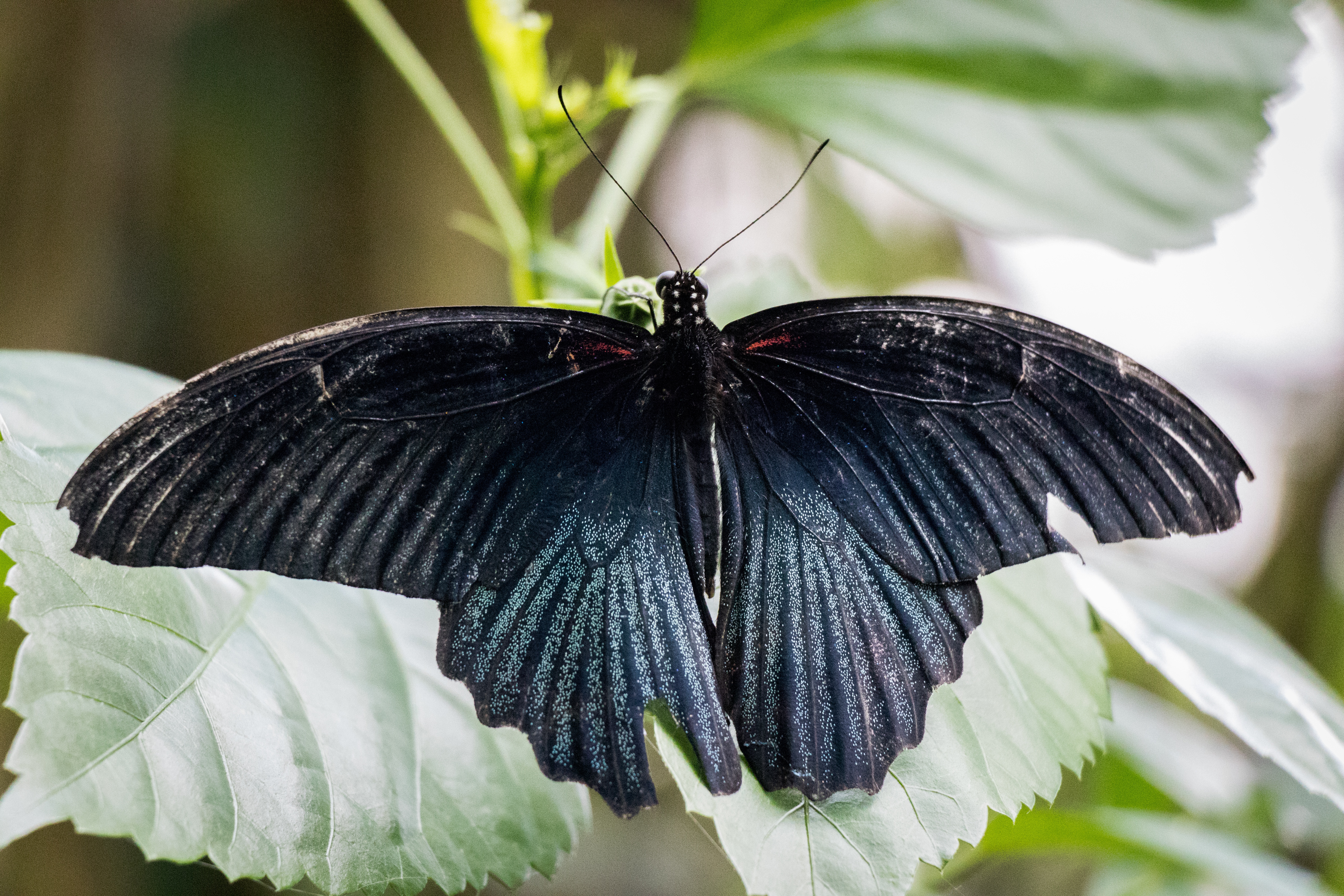 Сложенные крылья бабочки. Бабочка. Крылья бабочки. Бабочка черная. Крылья мотылька.