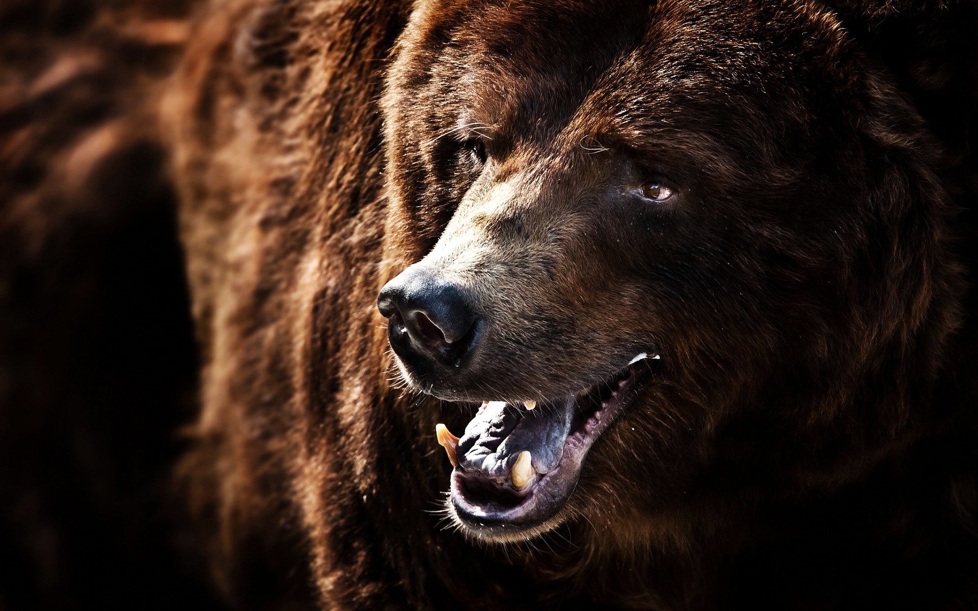 Обои медведь, клыки, черный фон, пасть, бурый медведь, bear, fangs, black background, mouth, brown bear разрешение 1920x1200 Загрузить