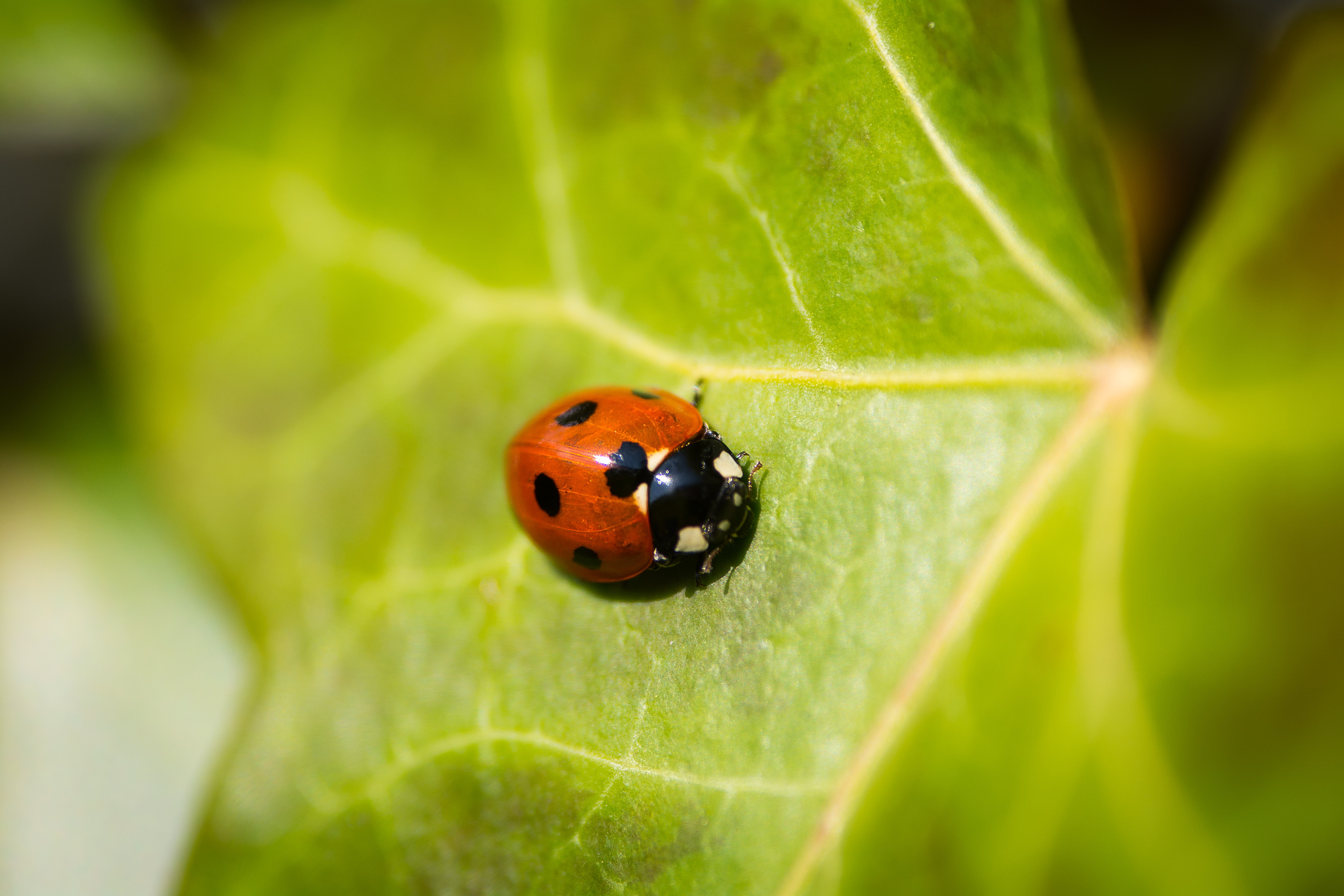 Обои природа, жук, насекомое, божья коровка, зеленый лист, nature, beetle, insect, ladybug, green leaf разрешение 6000x4000 Загрузить