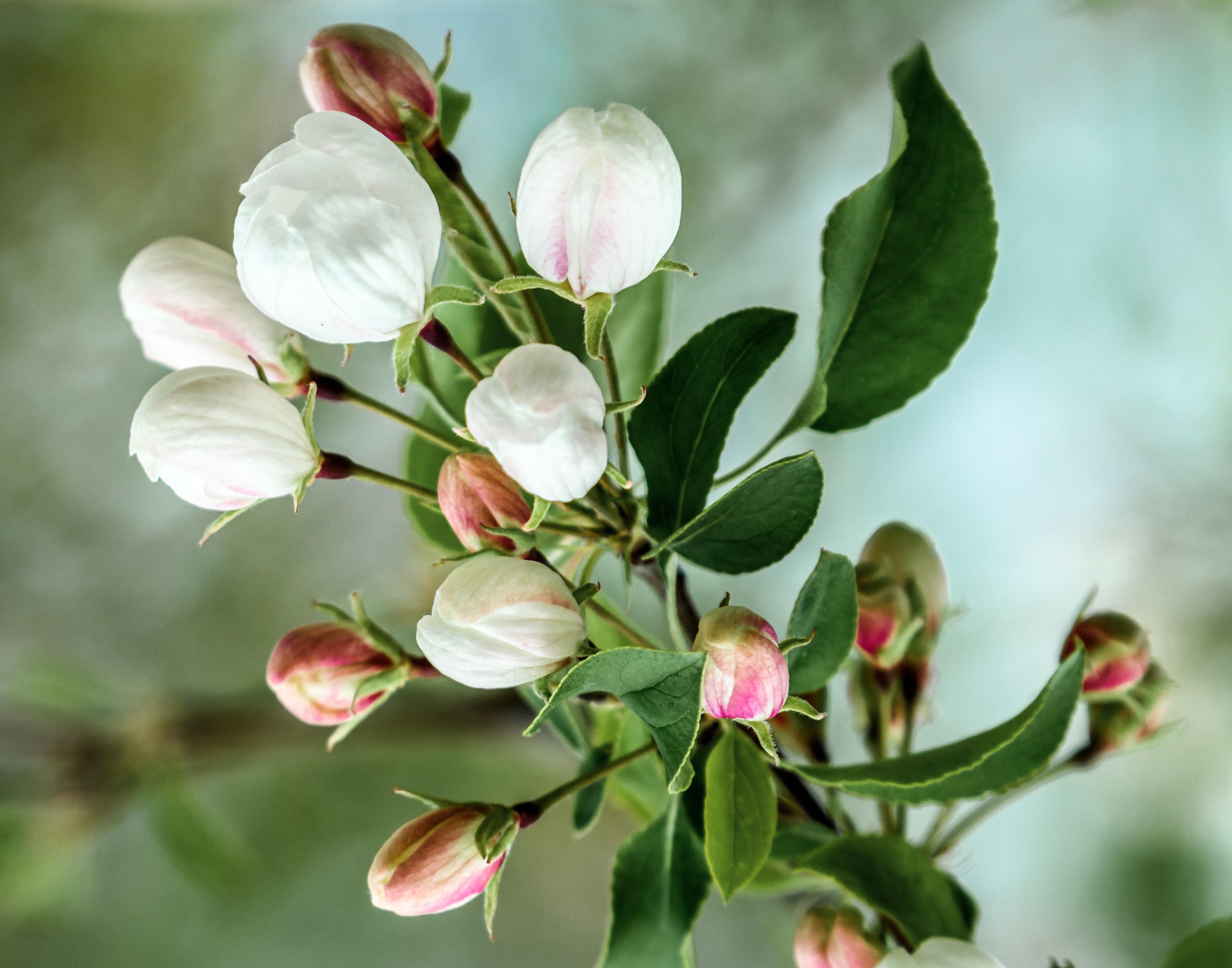 Обои цветы, ветка, цветение, бутоны, весна, яблоня, flowers, branch, flowering, buds, spring, apple разрешение 3423x2690 Загрузить