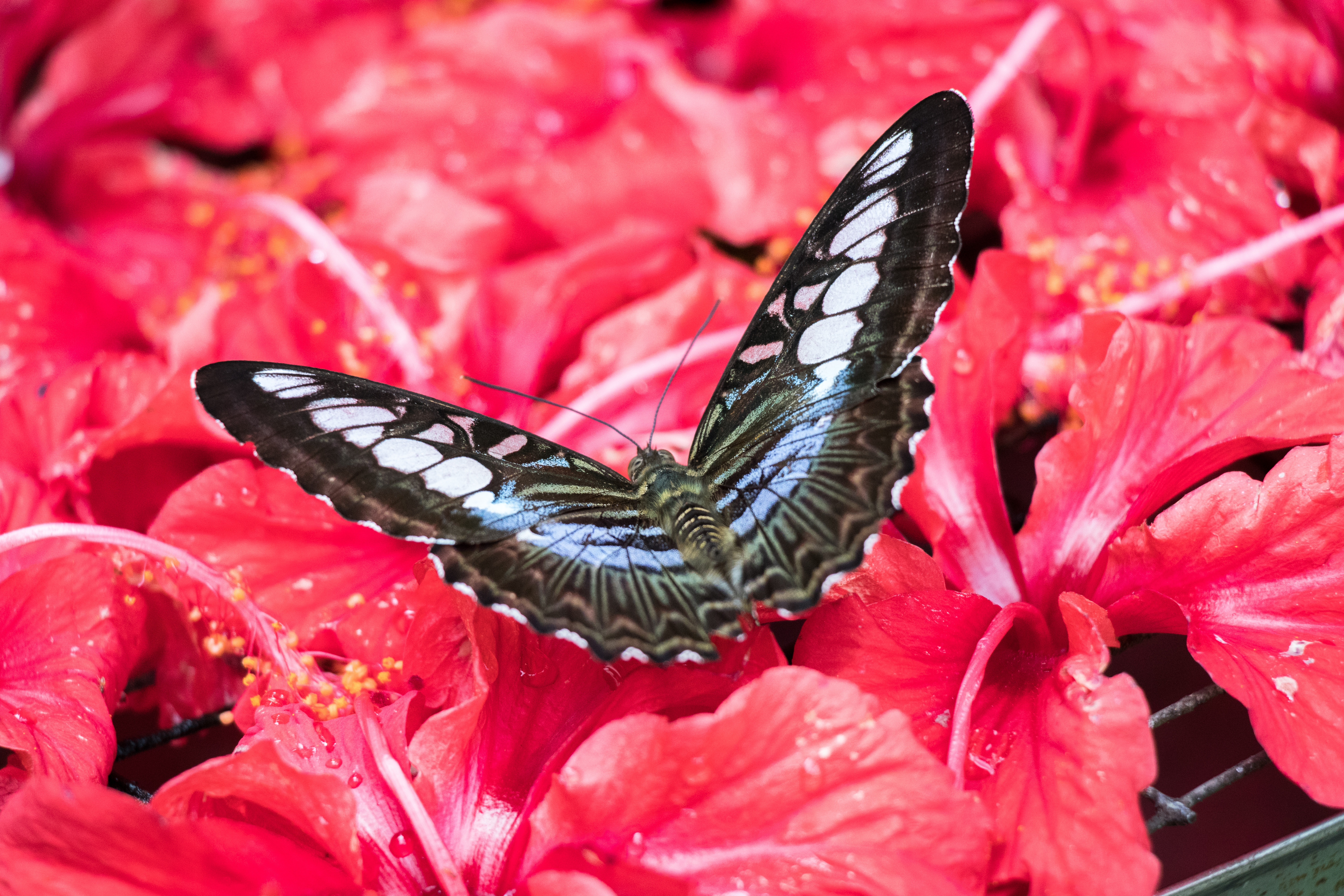 Обои цветы, насекомое, бабочка, малайзия, гибискус, flowers, insect, butterfly, malaysia, hibiscus разрешение 6000x4000 Загрузить