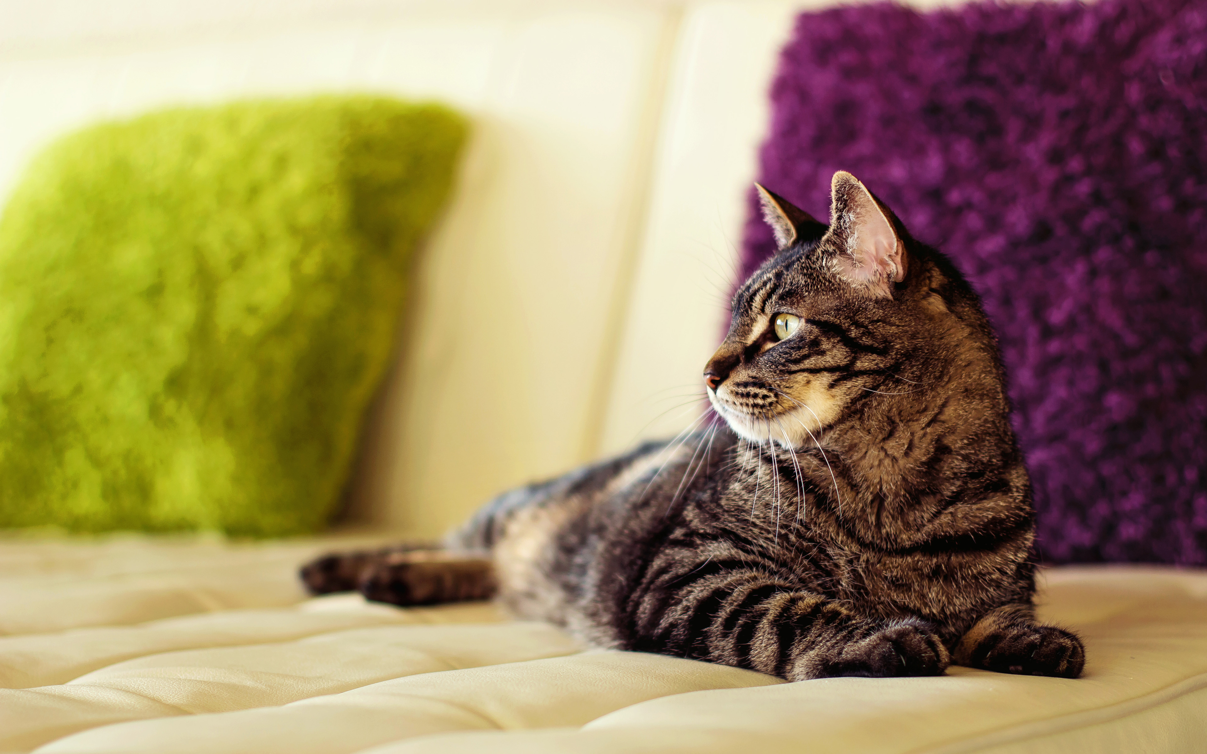 Обои подушки, кот, кошка, диван, мейн-кун, pillow, cat, sofa, maine coon разрешение 3840x2400 Загрузить