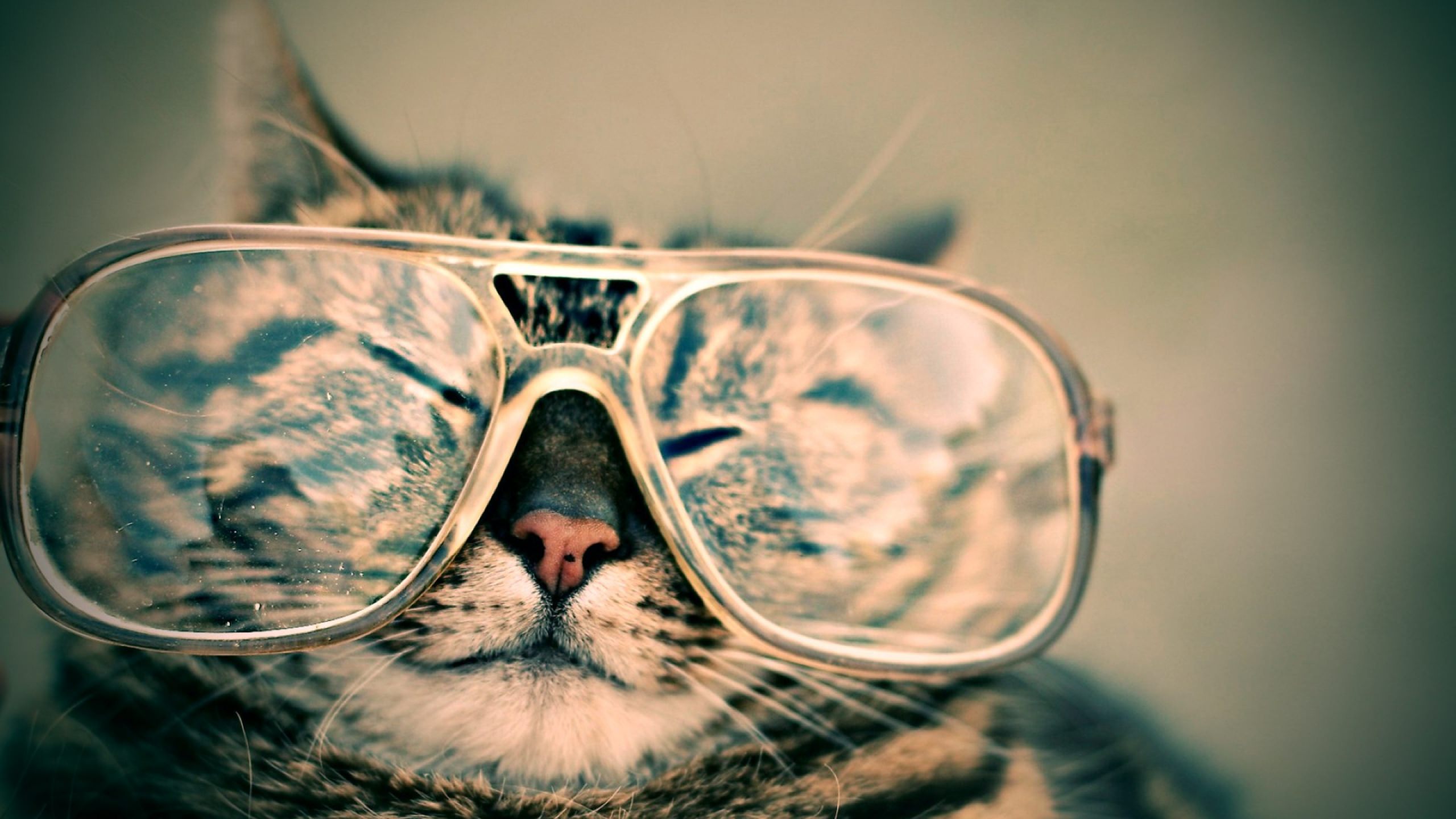 Обои кот, мордочка, усы, кошка, взгляд, очки, закрытые глаза, cat, muzzle, mustache, look, glasses, closed eyes разрешение 2560x1440 Загрузить