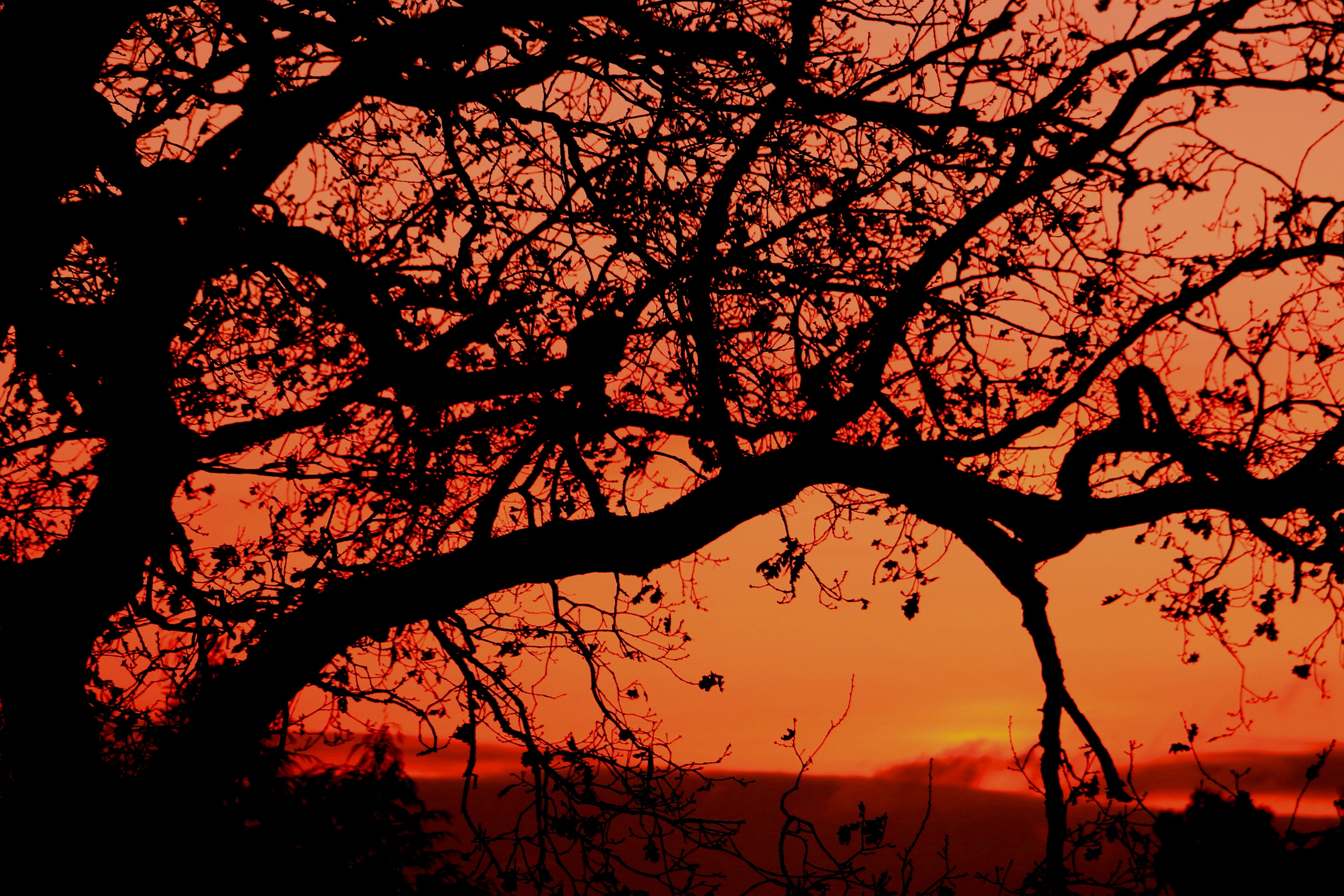 Червонное дерево заката