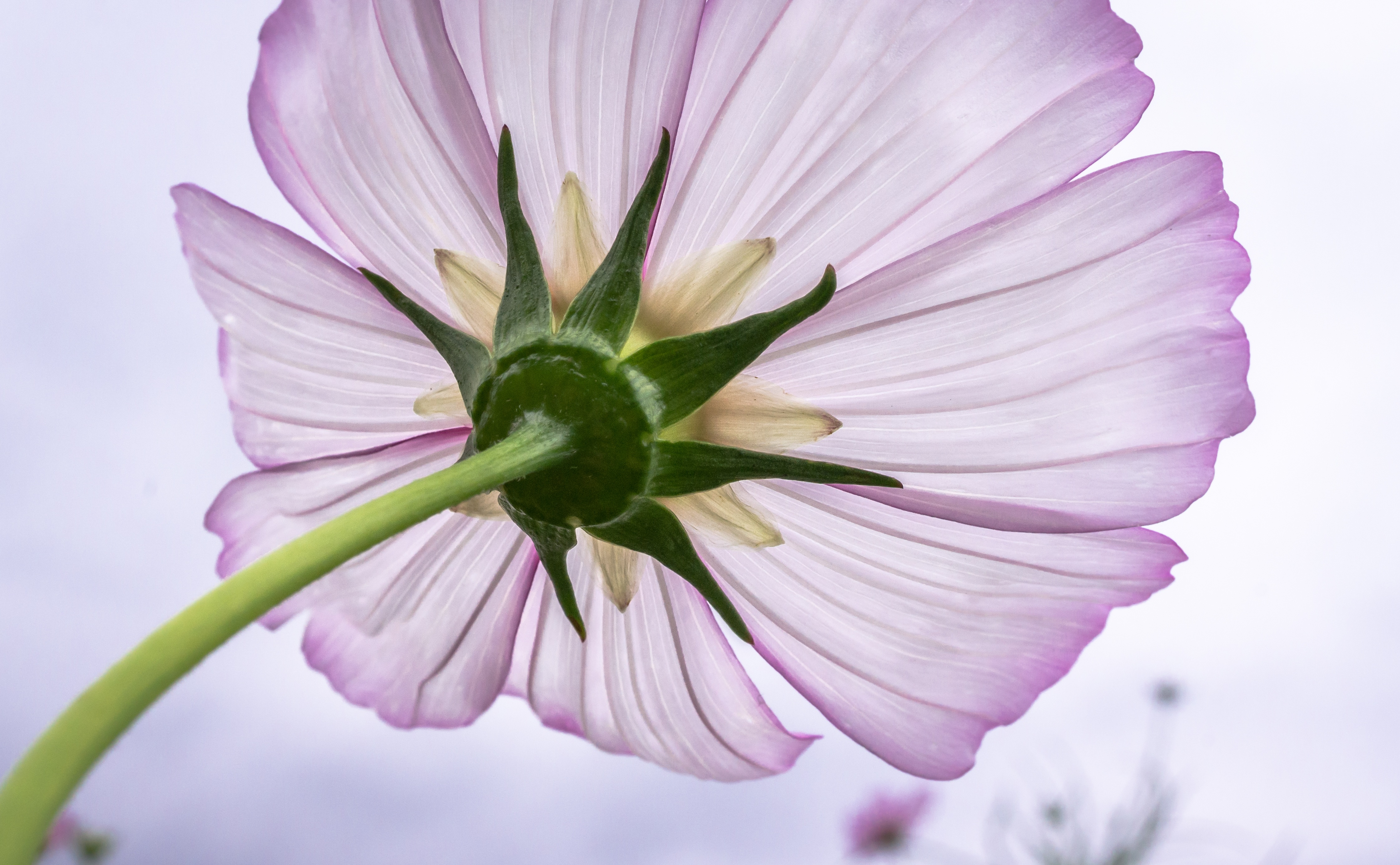 Обои цветок, лепестки, розовые, стебель, космея, крупным планом, flower, petals, pink, stem, kosmeya, closeup разрешение 4487x2774 Загрузить