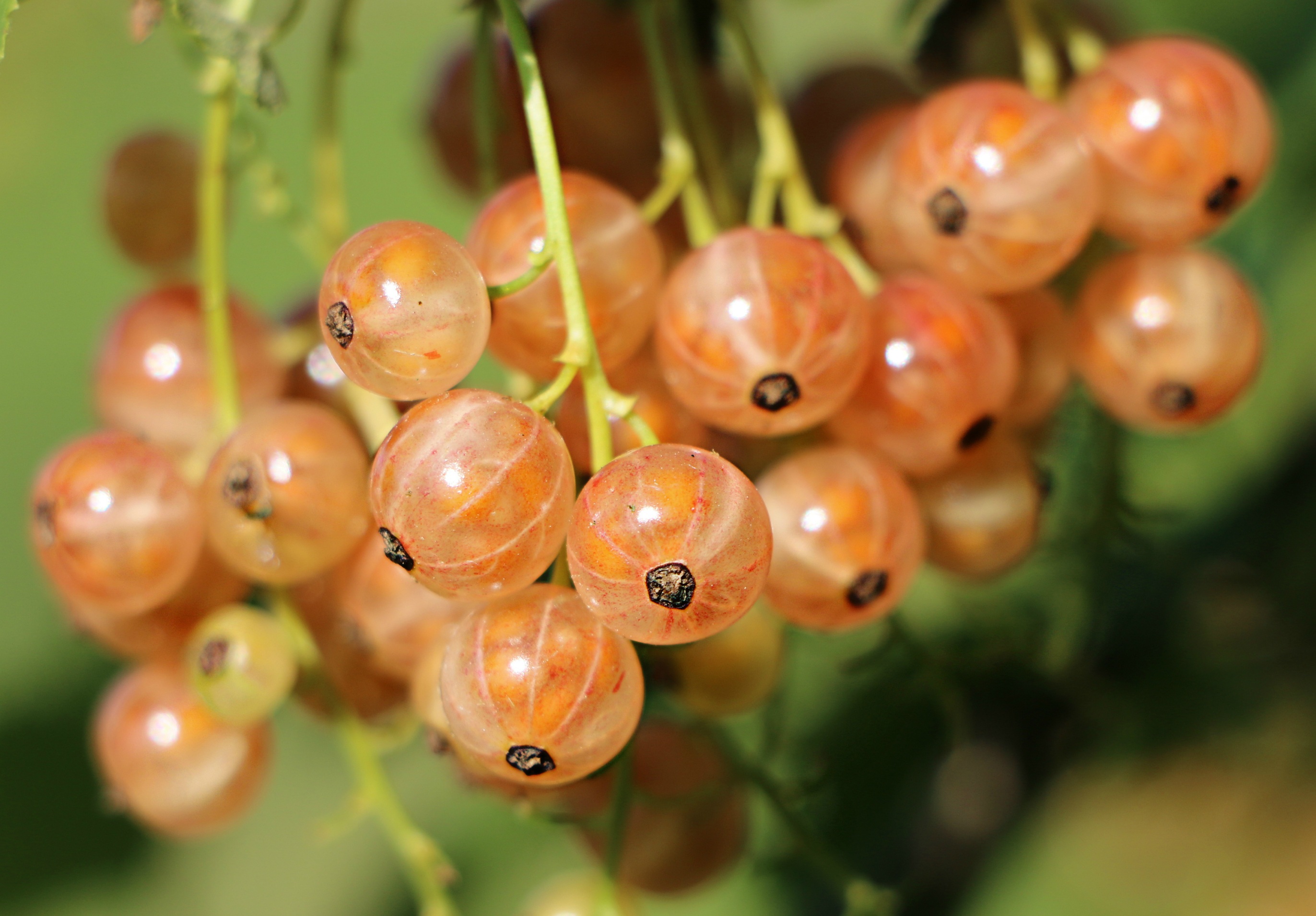 Обои ягоды, смородина, крупным планом, berries, currants, closeup разрешение 2744x1911 Загрузить