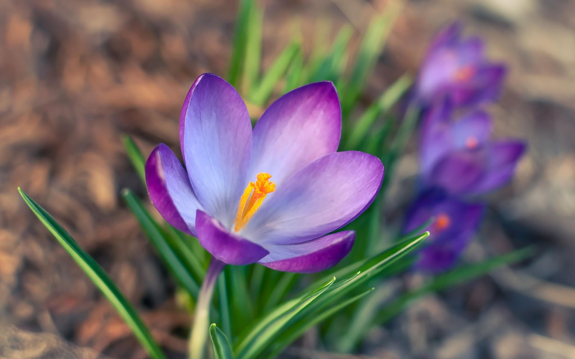 Обои цветы, лепестки, весна, крокус, шафран, flowers, petals, spring, krokus, saffron разрешение 1920x1200 Загрузить
