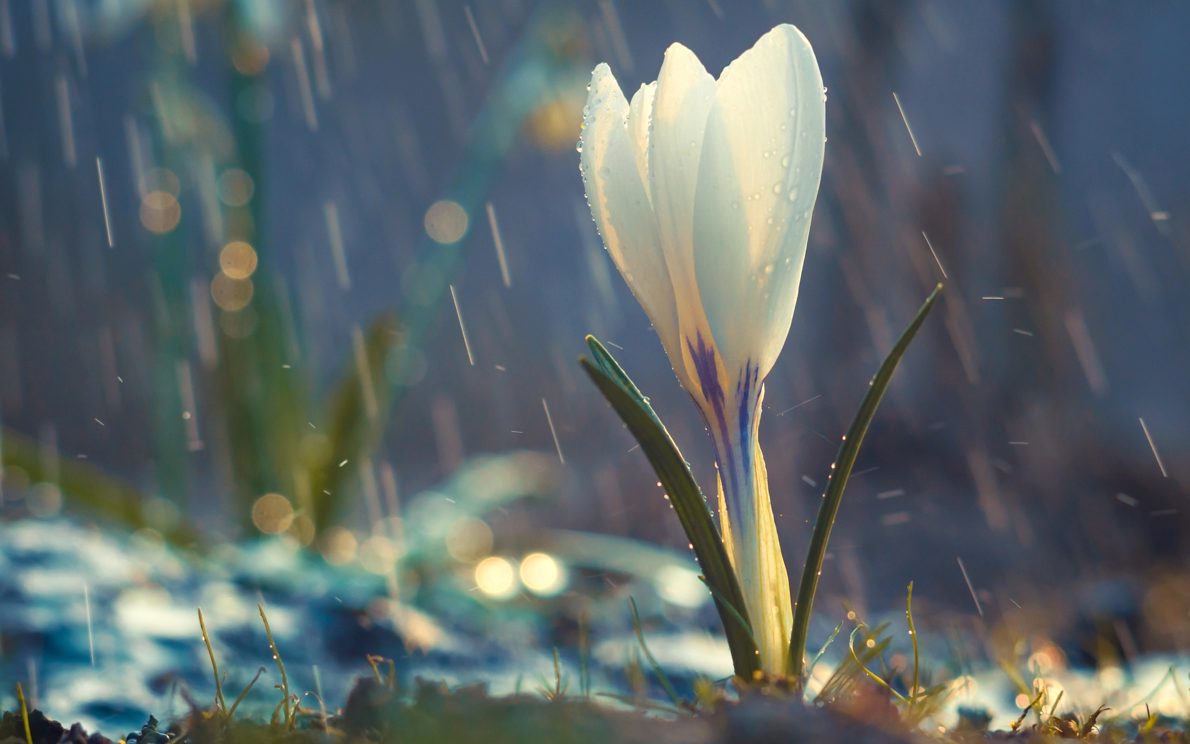 Обои цветок, белый, бутон, весна, дождь, крокус, капли дождя, flower, white, bud, spring, rain, krokus разрешение 3840x2400 Загрузить