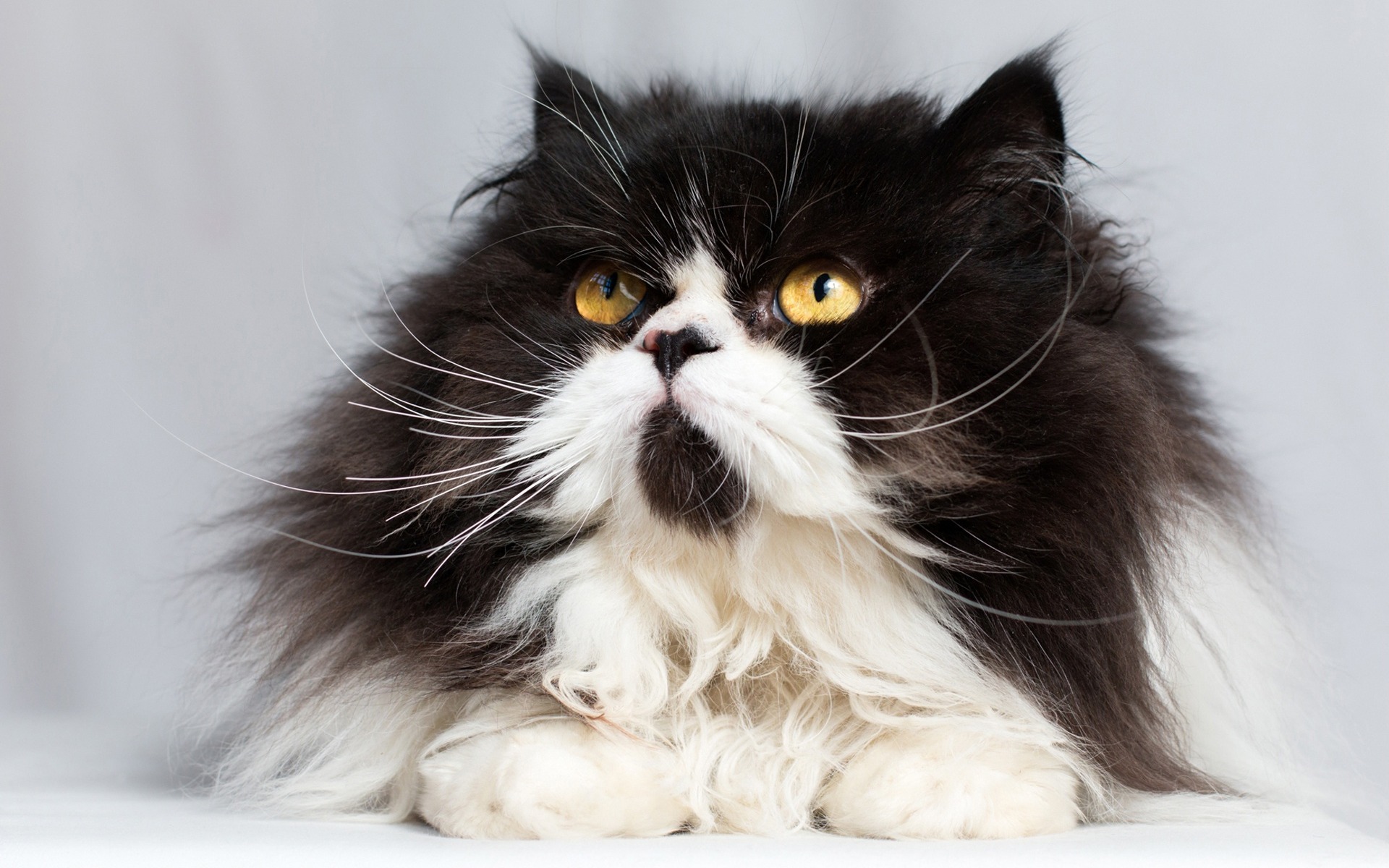 Обои кот, мордочка, усы, кошка, взгляд, пушистая, персидская кошка, cat, muzzle, mustache, look, fluffy, persian cat разрешение 1920x1200 Загрузить