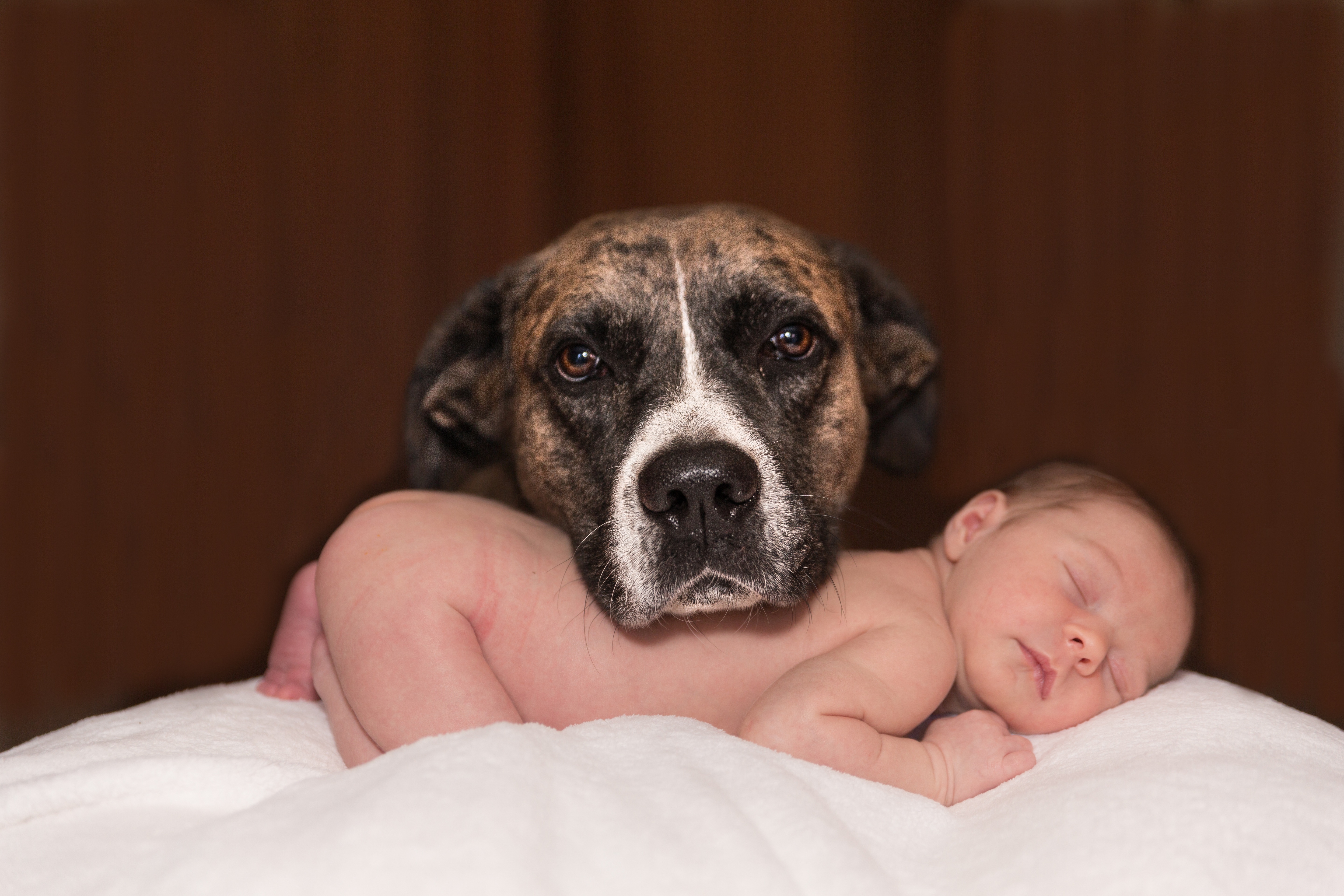 Почему маленькие дети любят. Собака и младенец. Собака для детей. Новорожденные дети и собаки. Собаки с маленькими детьми.