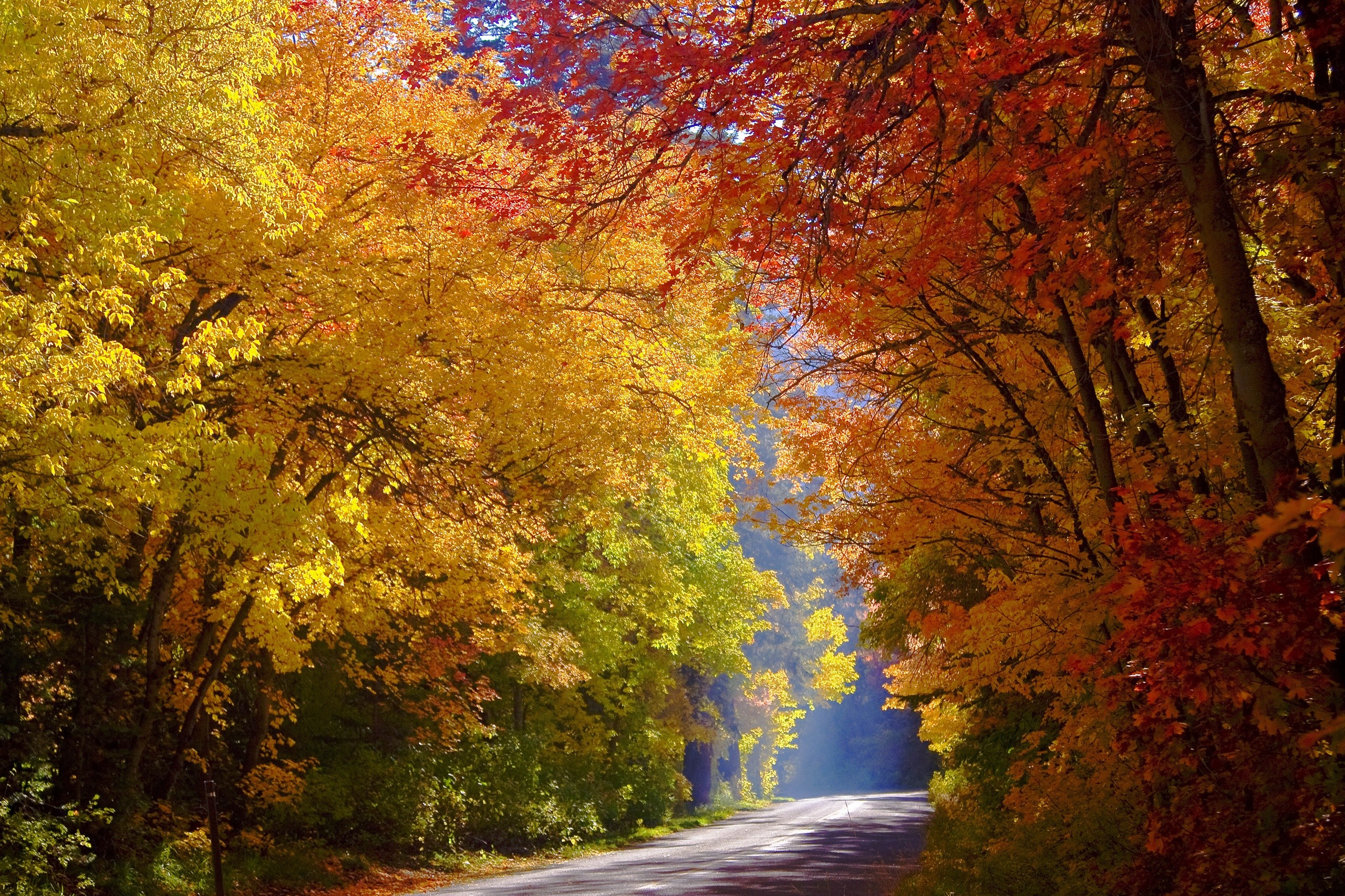 Обои дорога, деревья, лес, осень, солнечный свет, road, trees, forest, autumn, sunlight разрешение 2560x1707 Загрузить