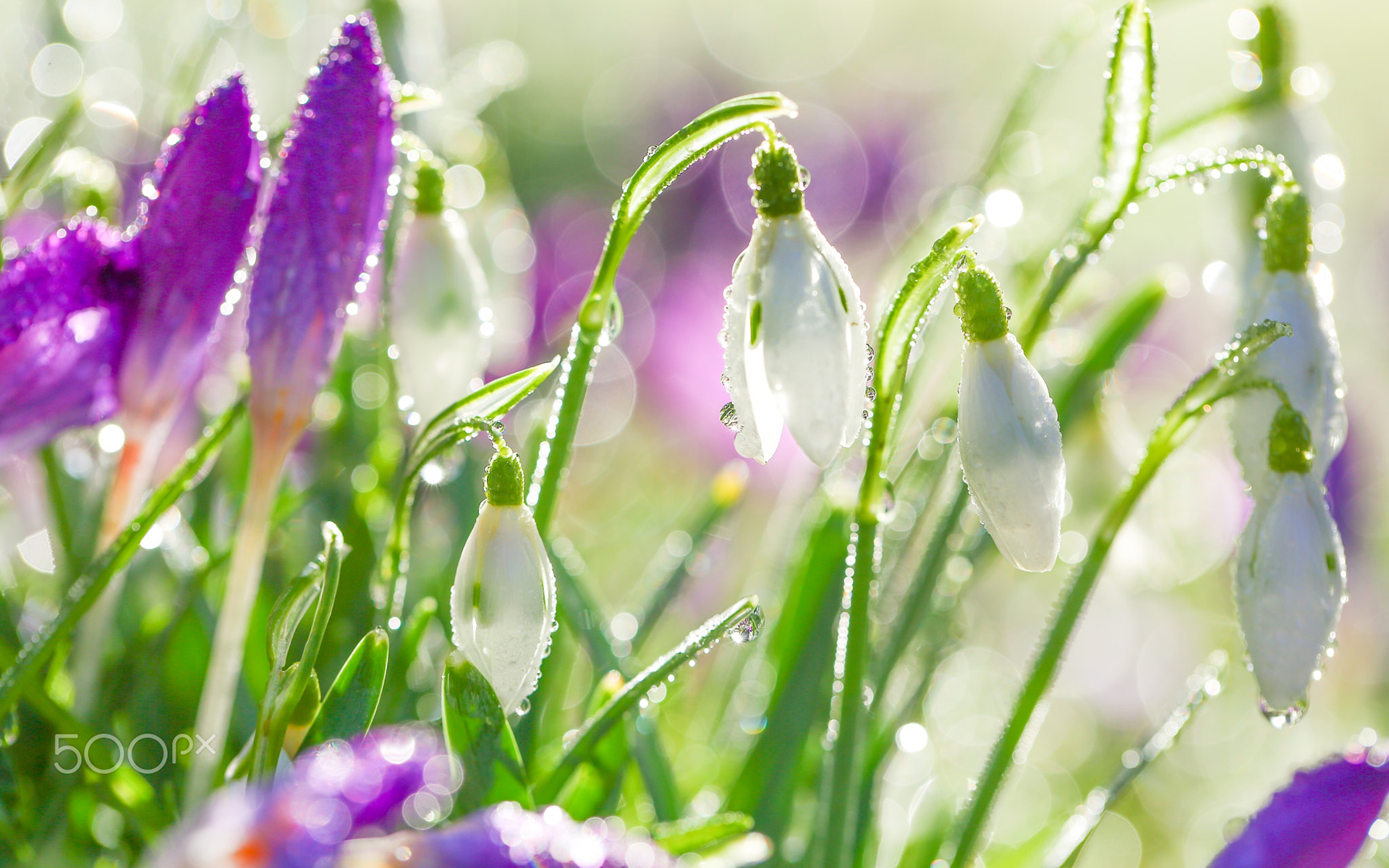 Обои цветы, капли, весна, белые, подснежники, капельки росы, flowers, drops, spring, white, snowdrops, drops of dew разрешение 1920x1200 Загрузить